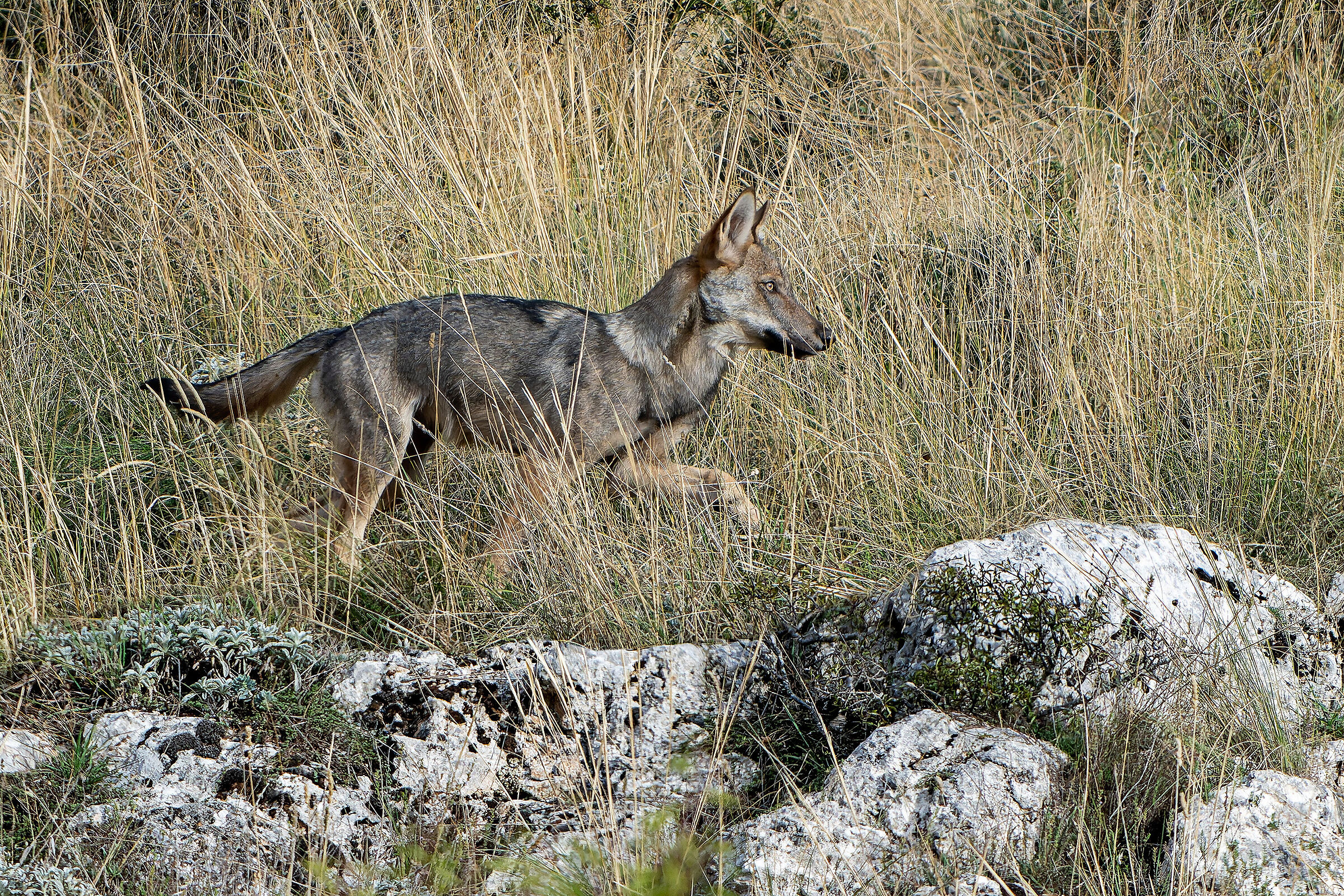 Apennine wolf