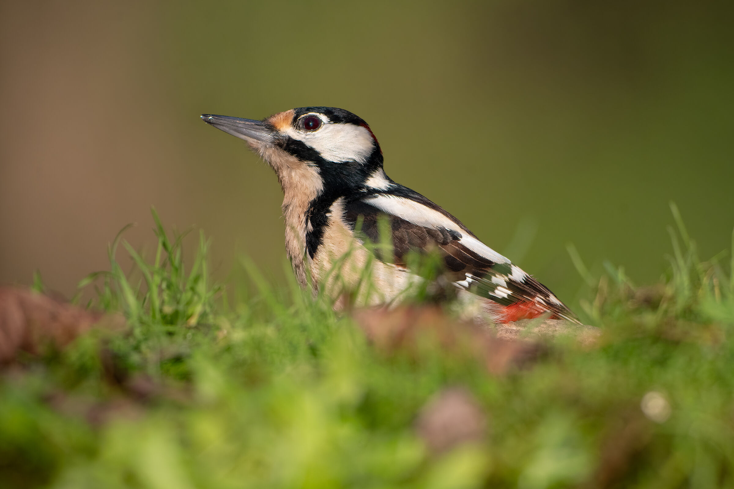 Sempre all'erta - Picchio rosso maggiore