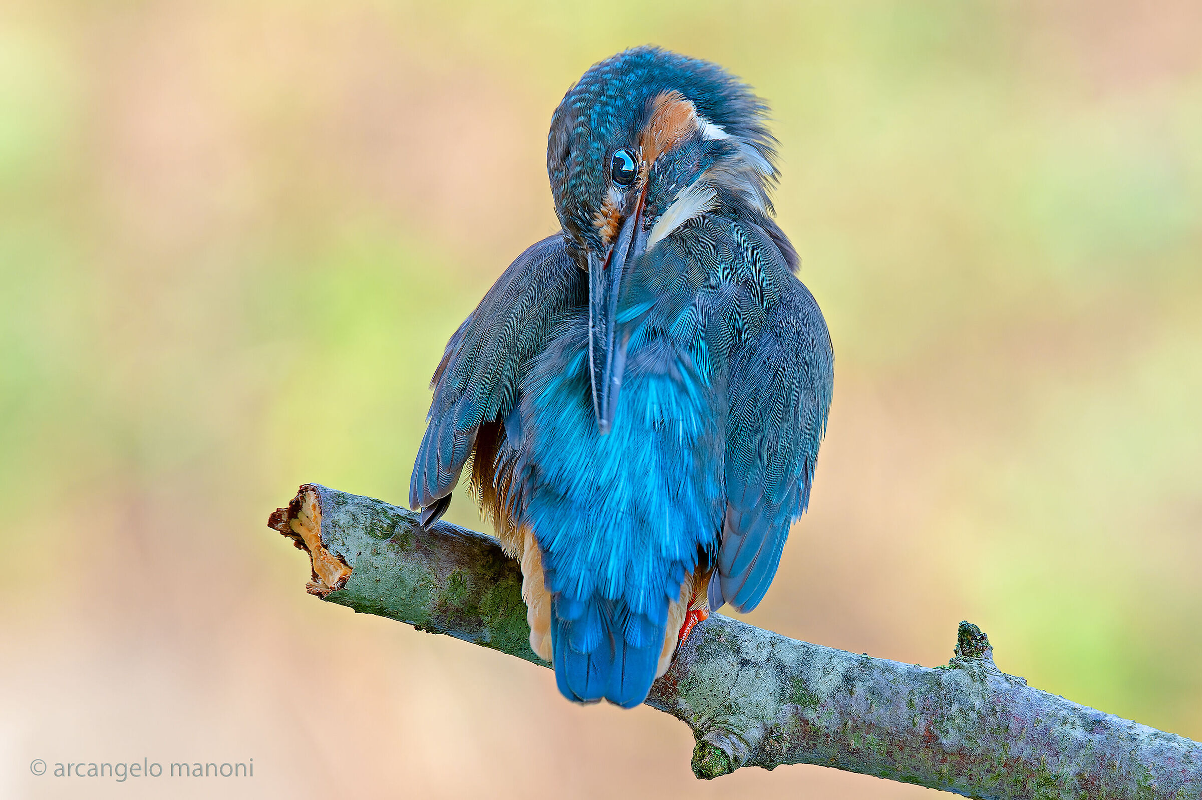 Un blu fra i colori pastello