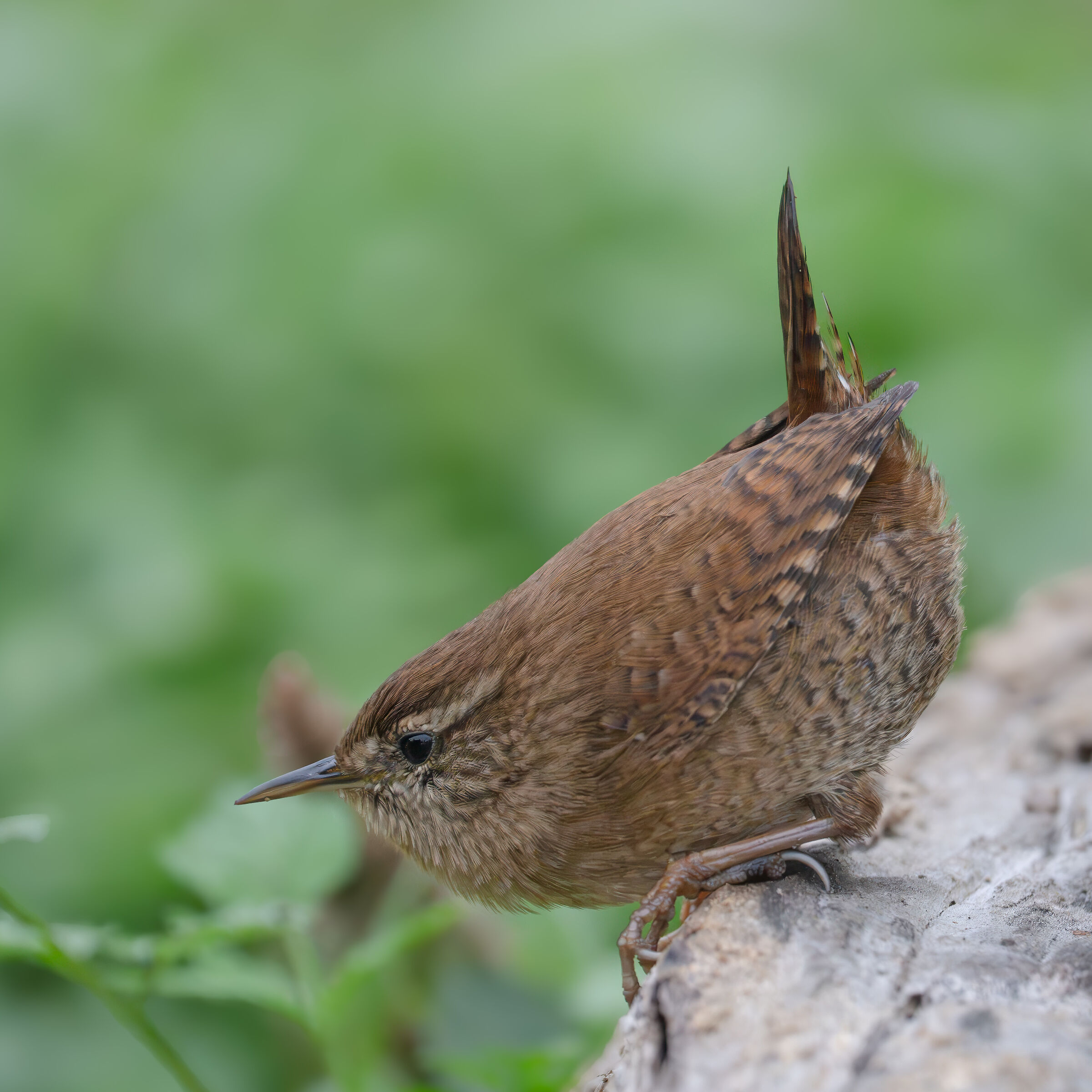 Wren