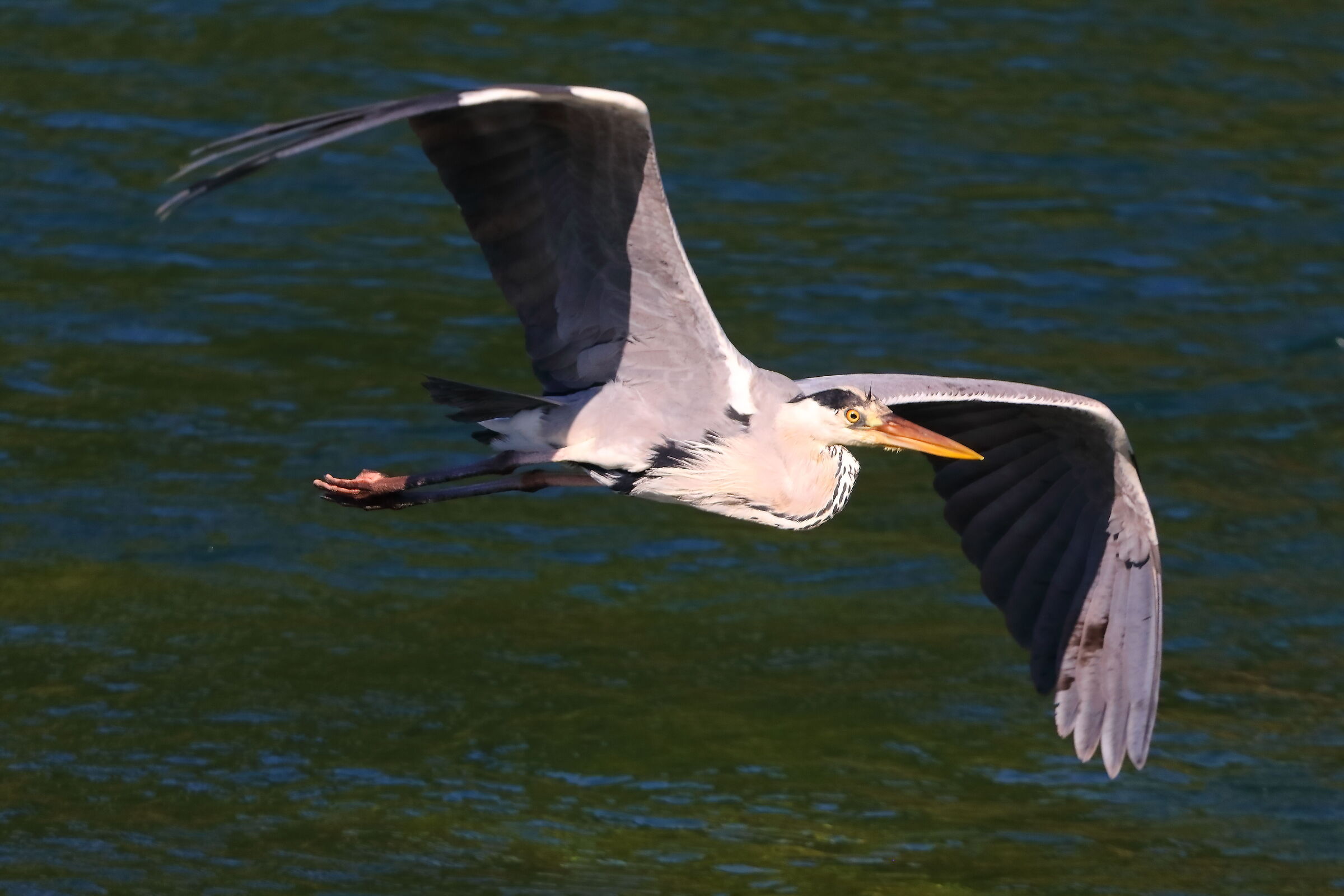 Cenerino 10 luglio 2025 - 0168