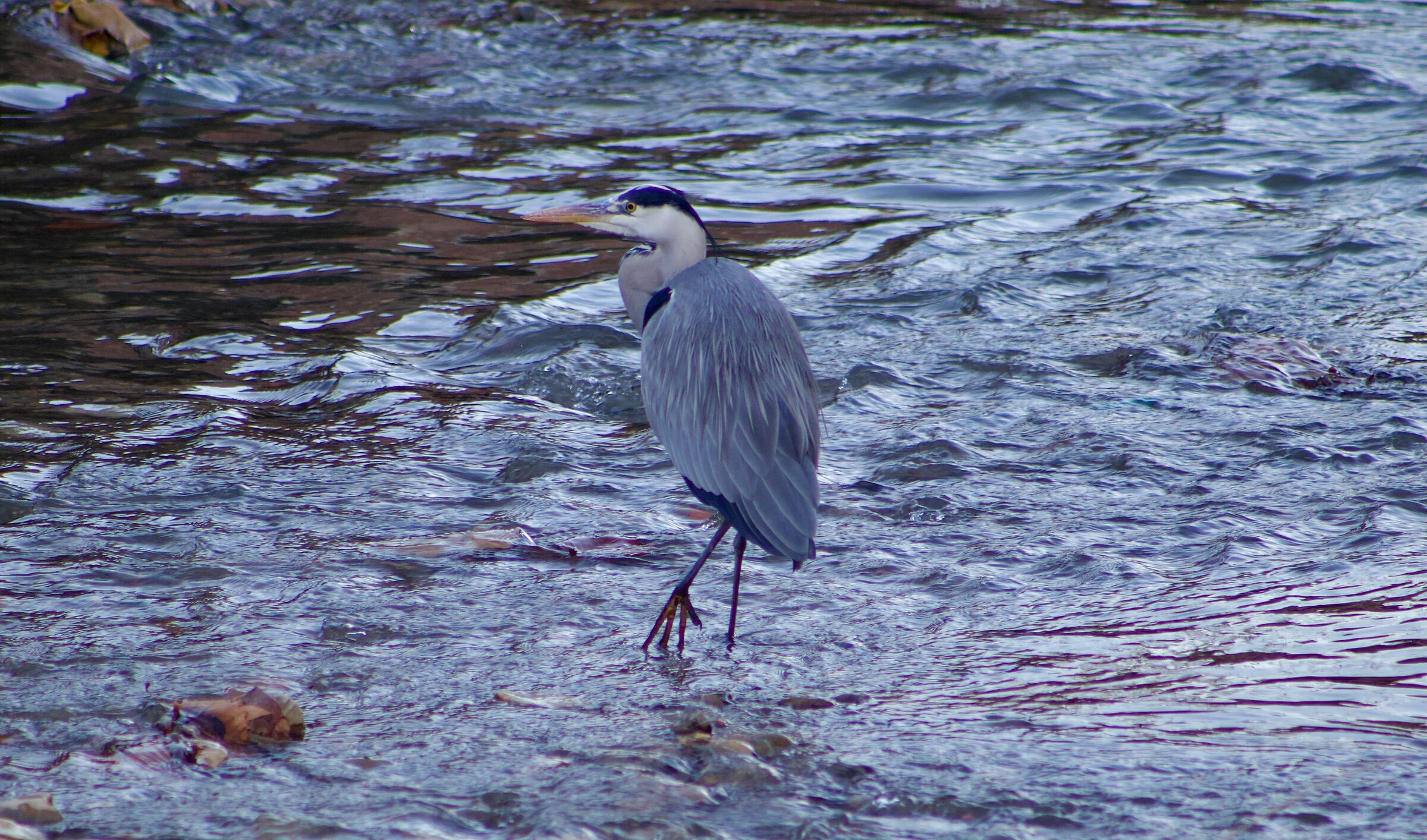 L'airone del Lagora...
