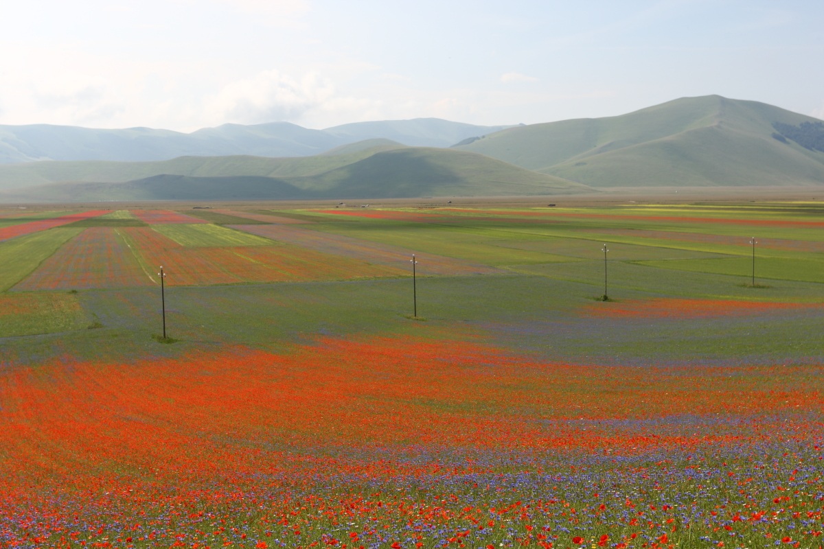 Castelluccio 2013
