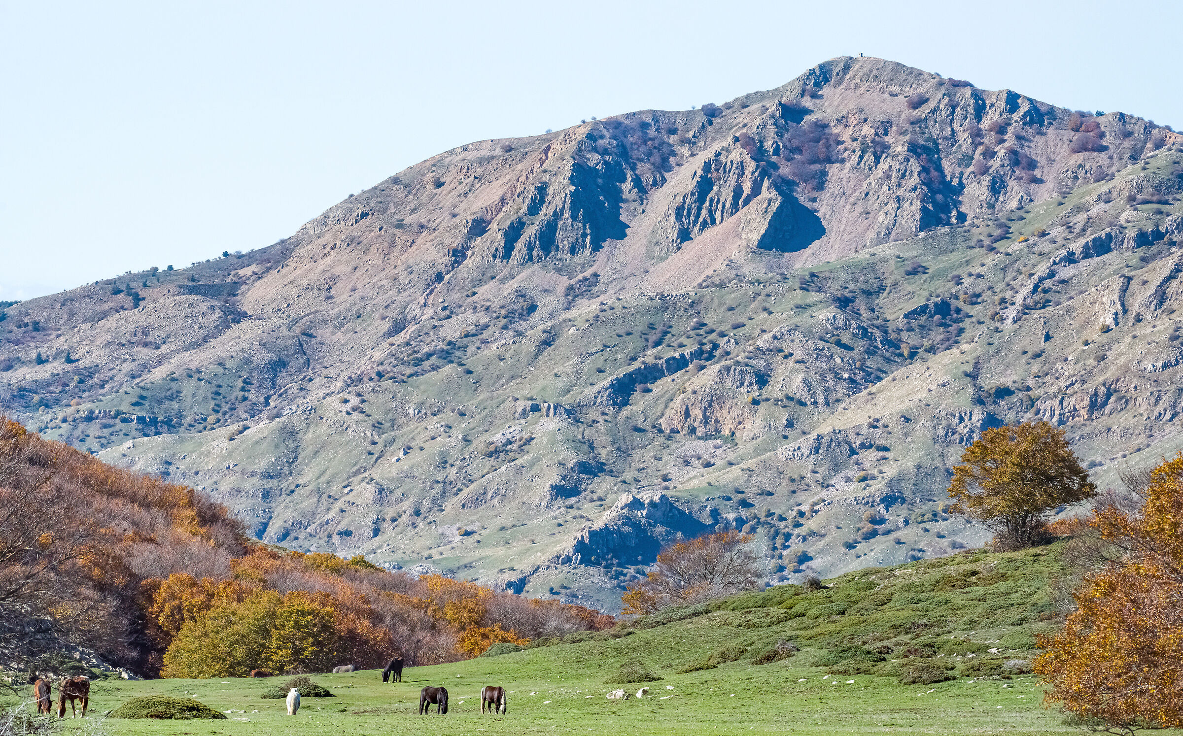 Horses in the wild and the plateau of Catarineci