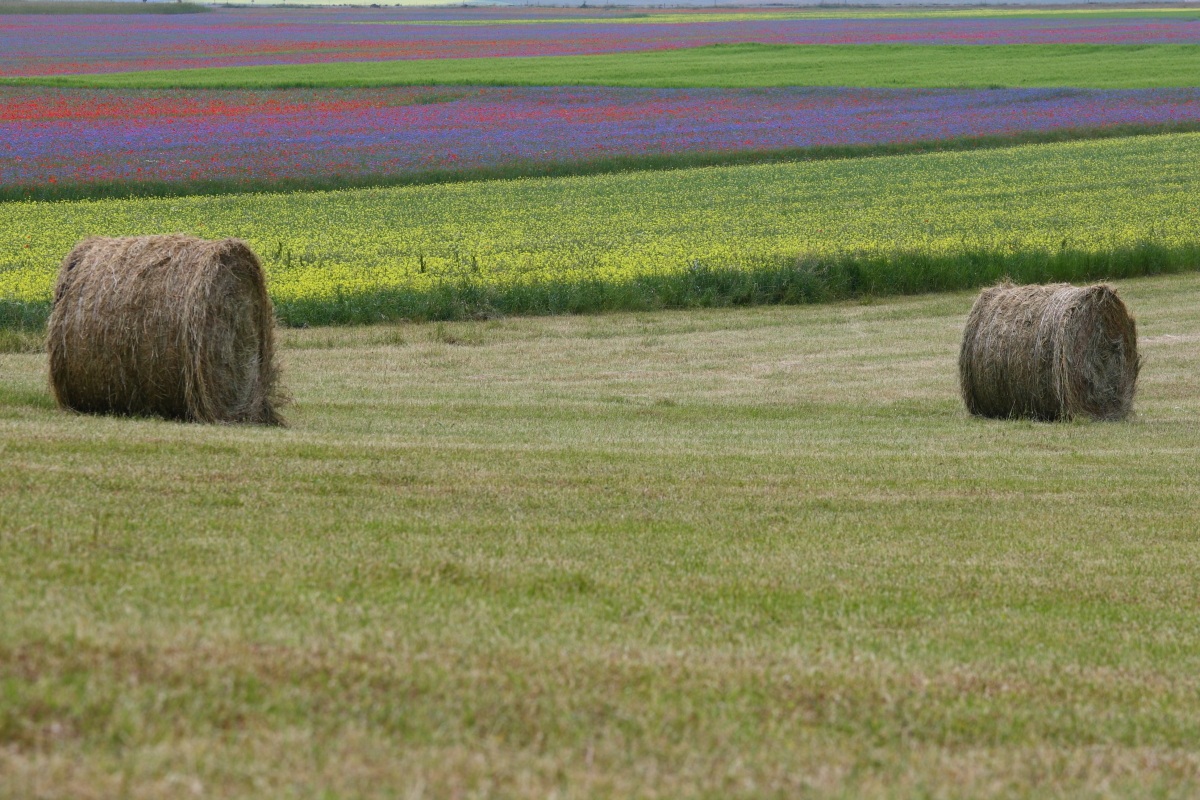 Castelluccio 2013