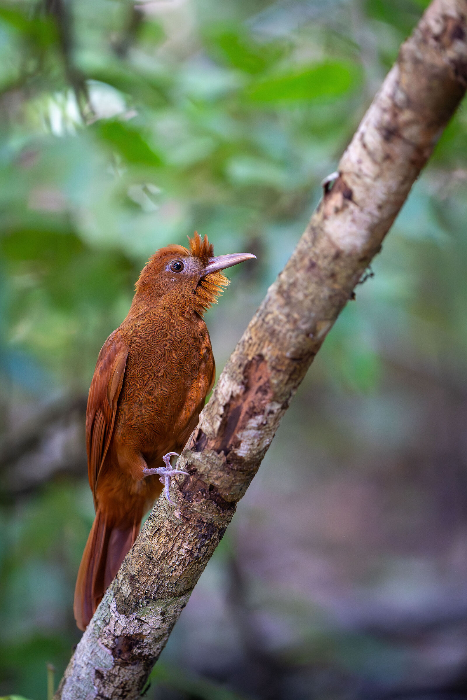 Ruddy Woodcreeper (Dendrocincla homochroa)