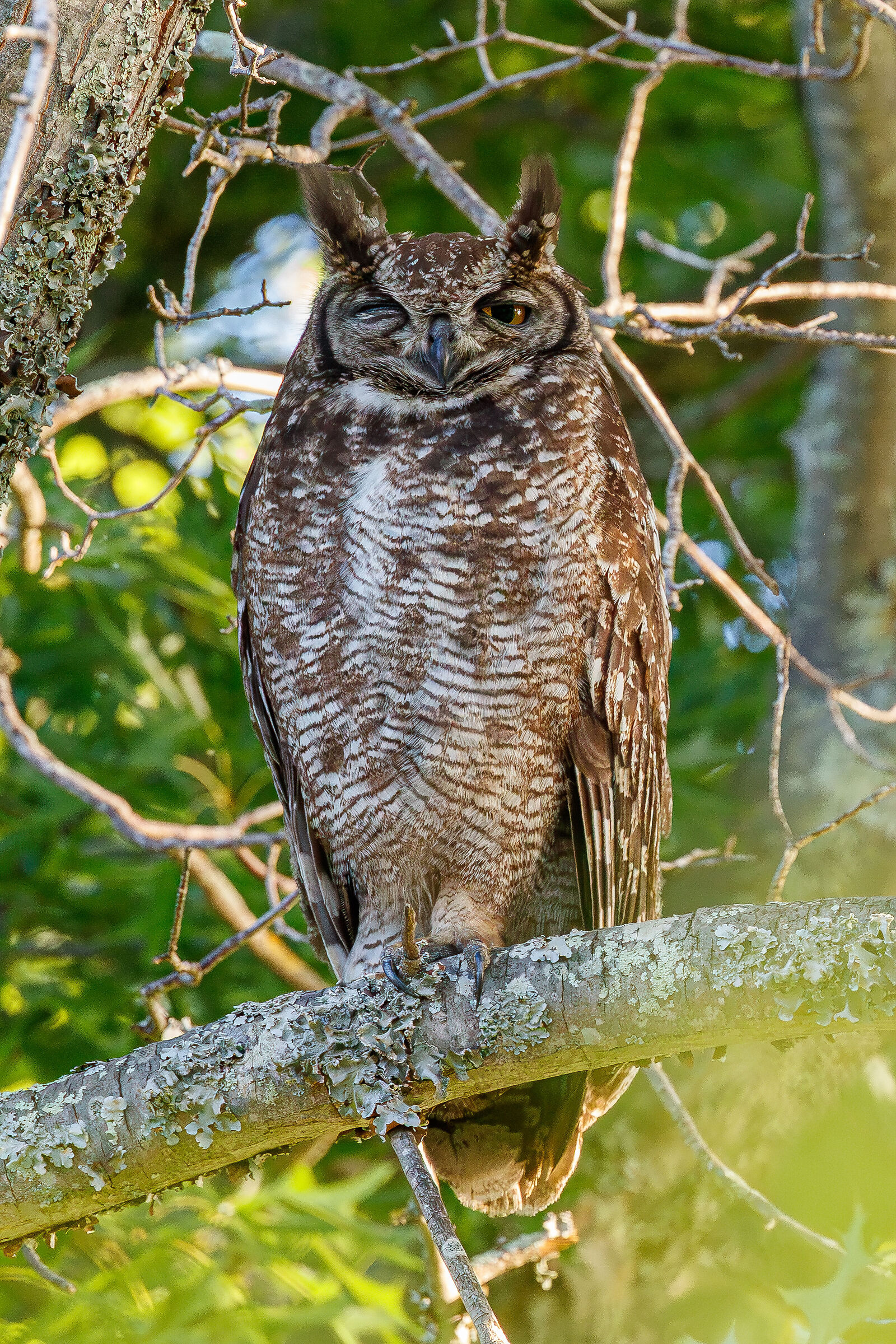 Spotted Eagle Owl (Bubo africanus)