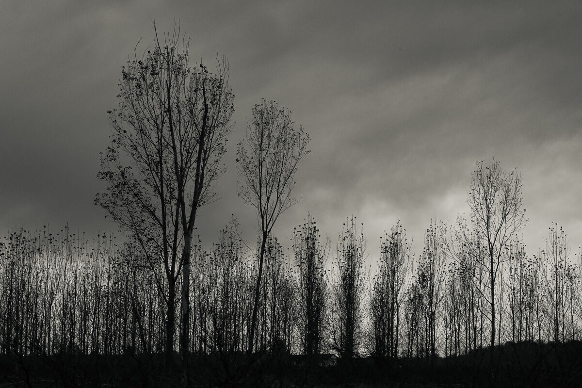 schierati sulla collina