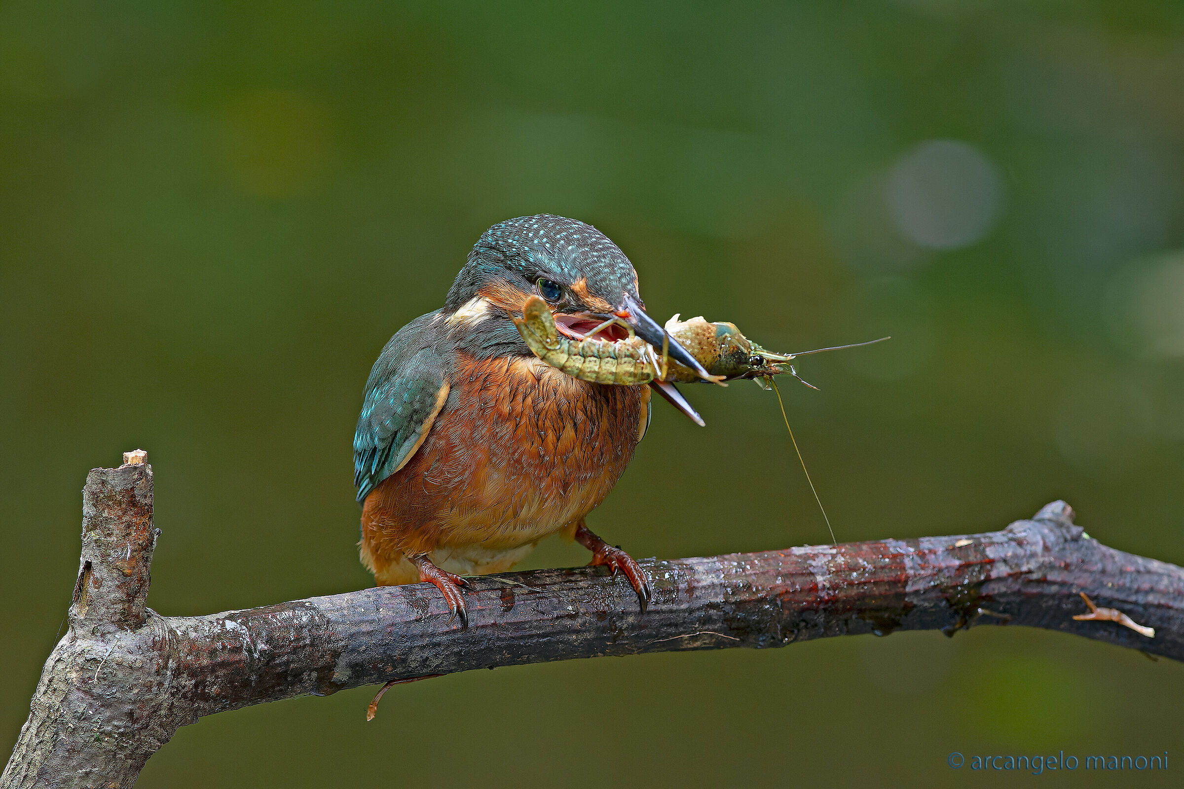 Il pescatore di gamberi