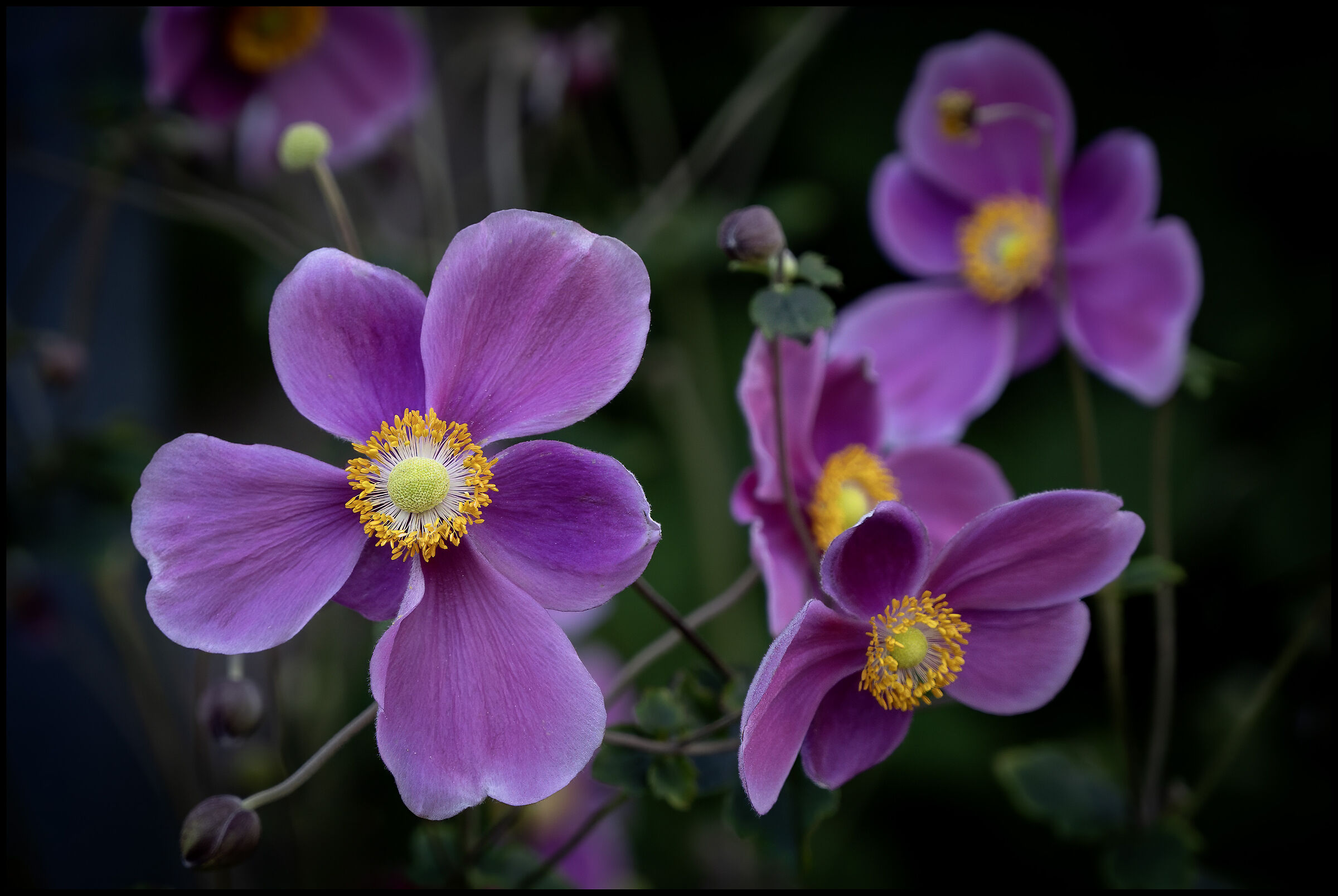 Un Fiore Per Mario....