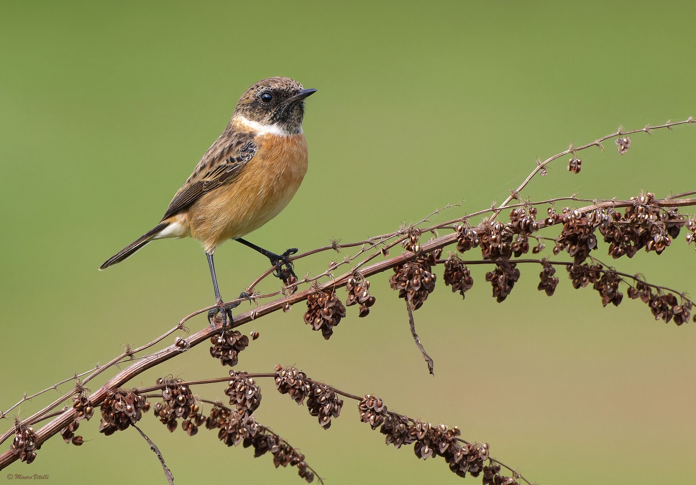 Stonechatter (Saxicola torquatus)