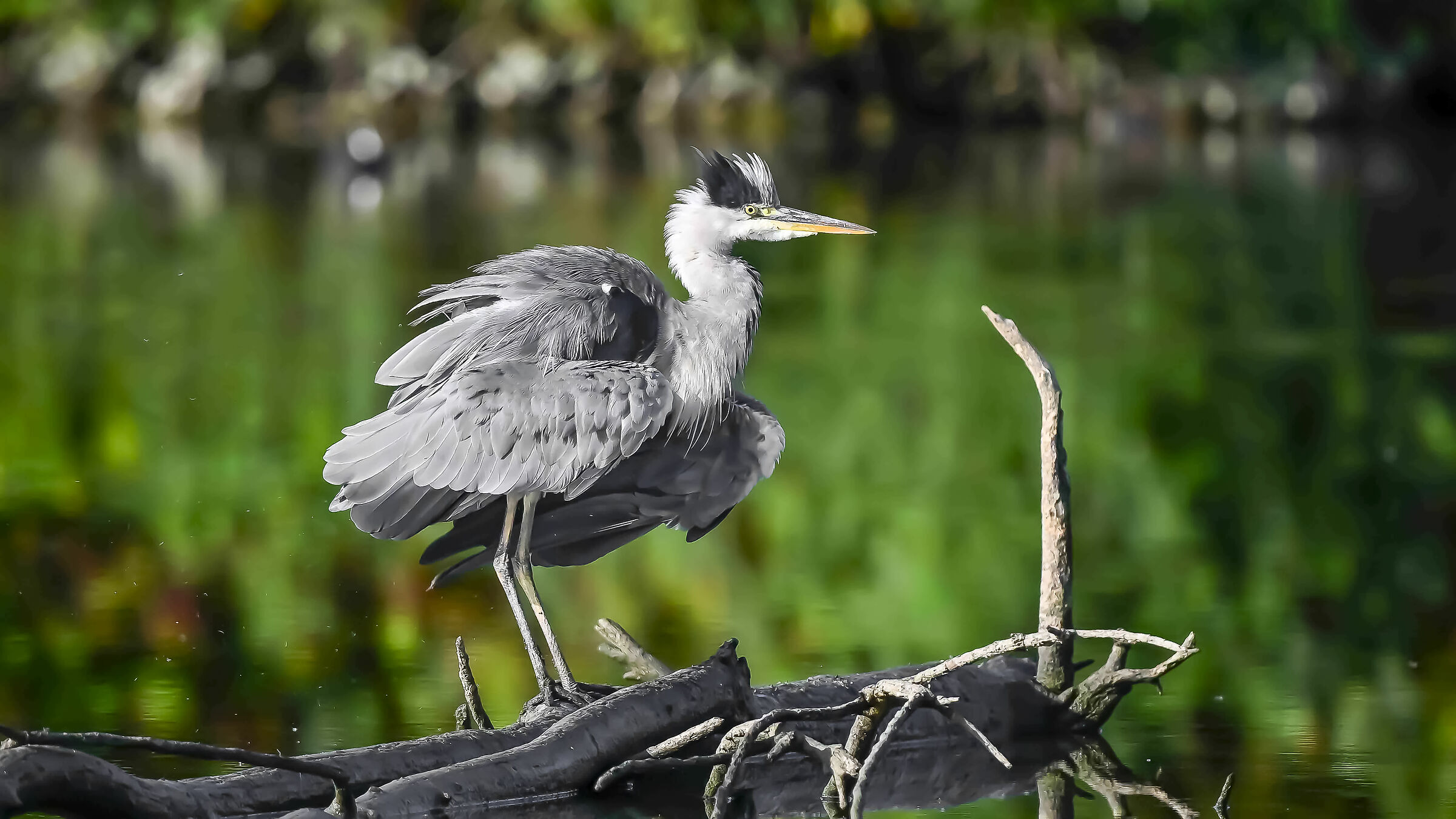 Un semplice Airone Cenerino !!
