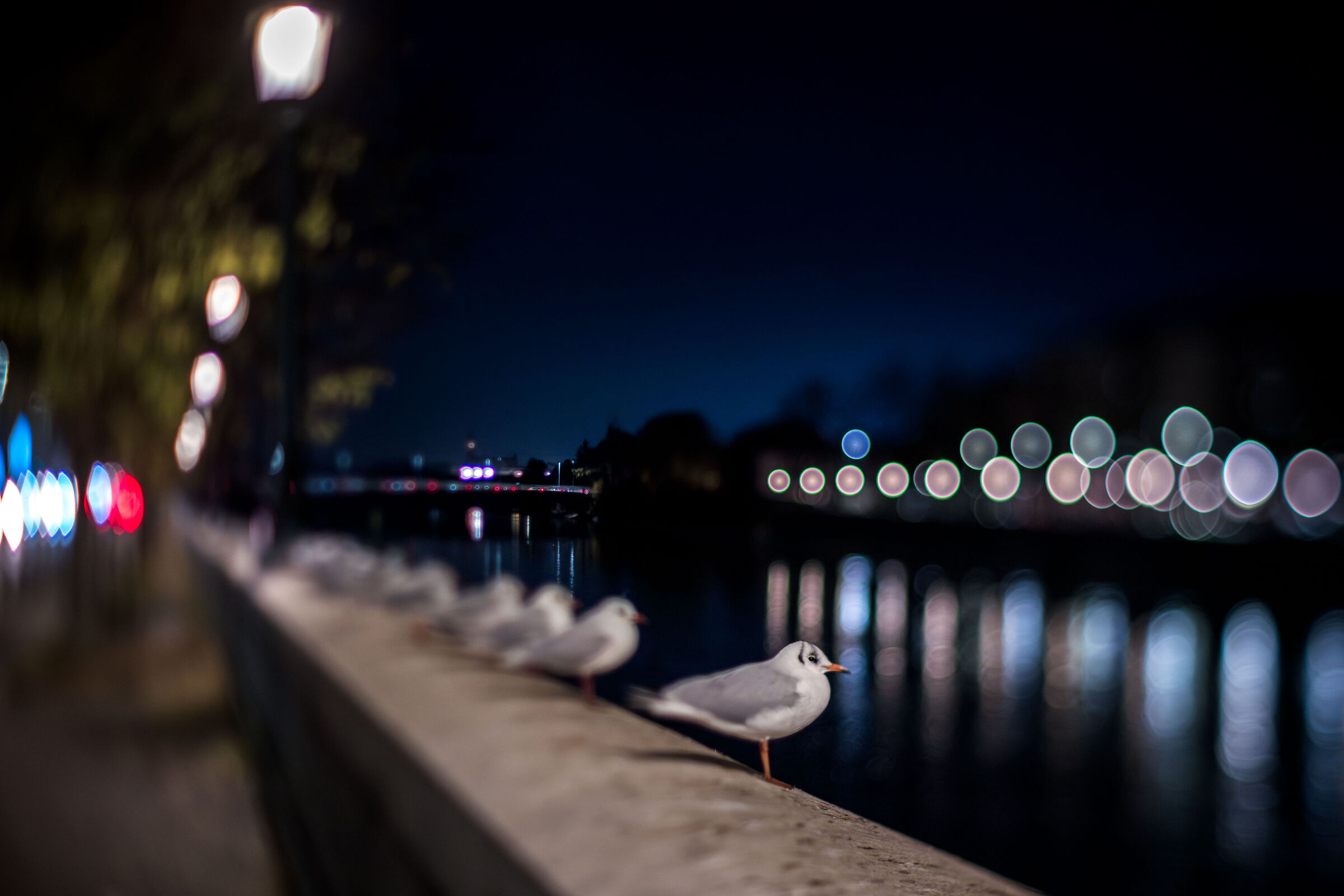 Seagulls on the Lungadige