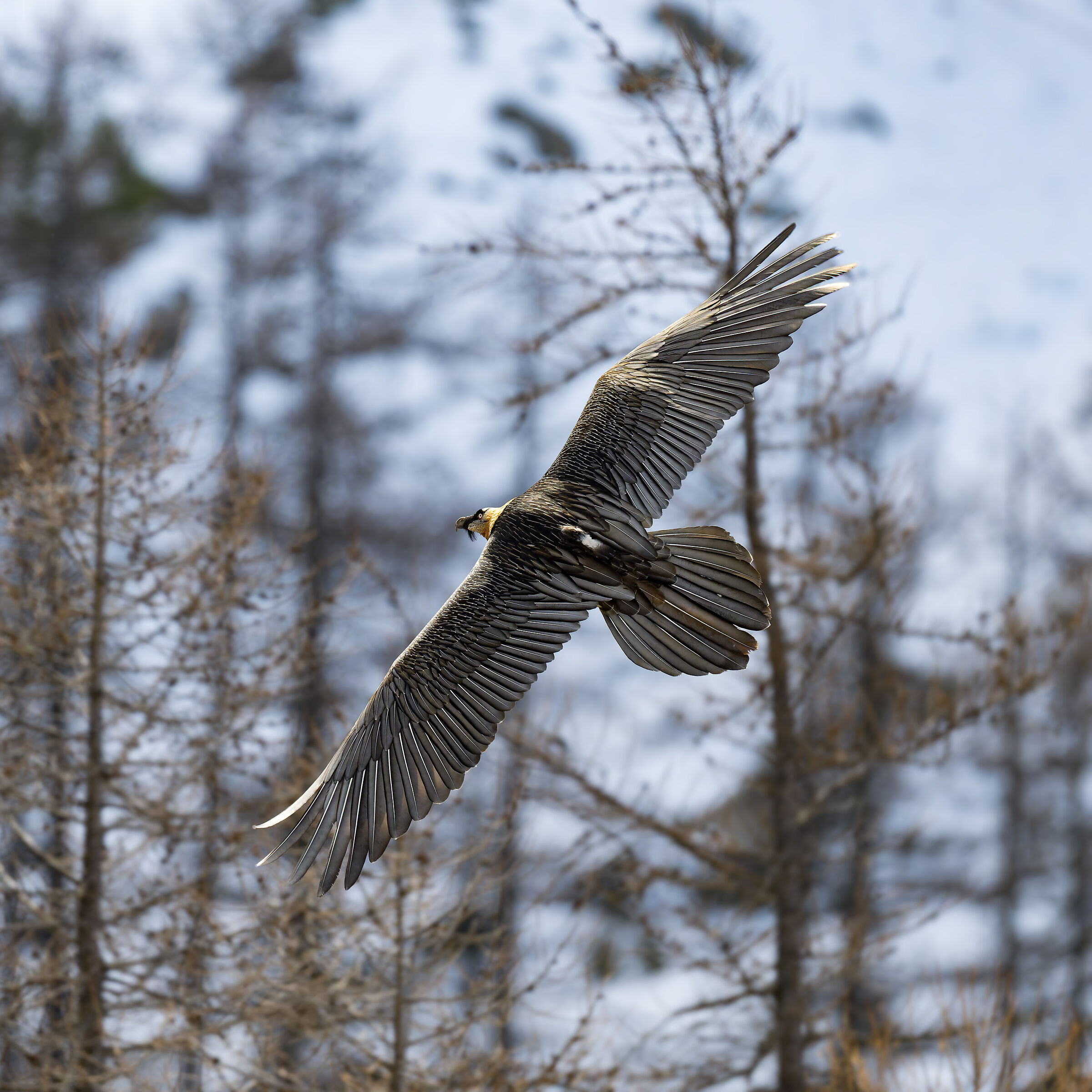 Gypaetus Barbatus - Parco Nazionale Gran Paradiso