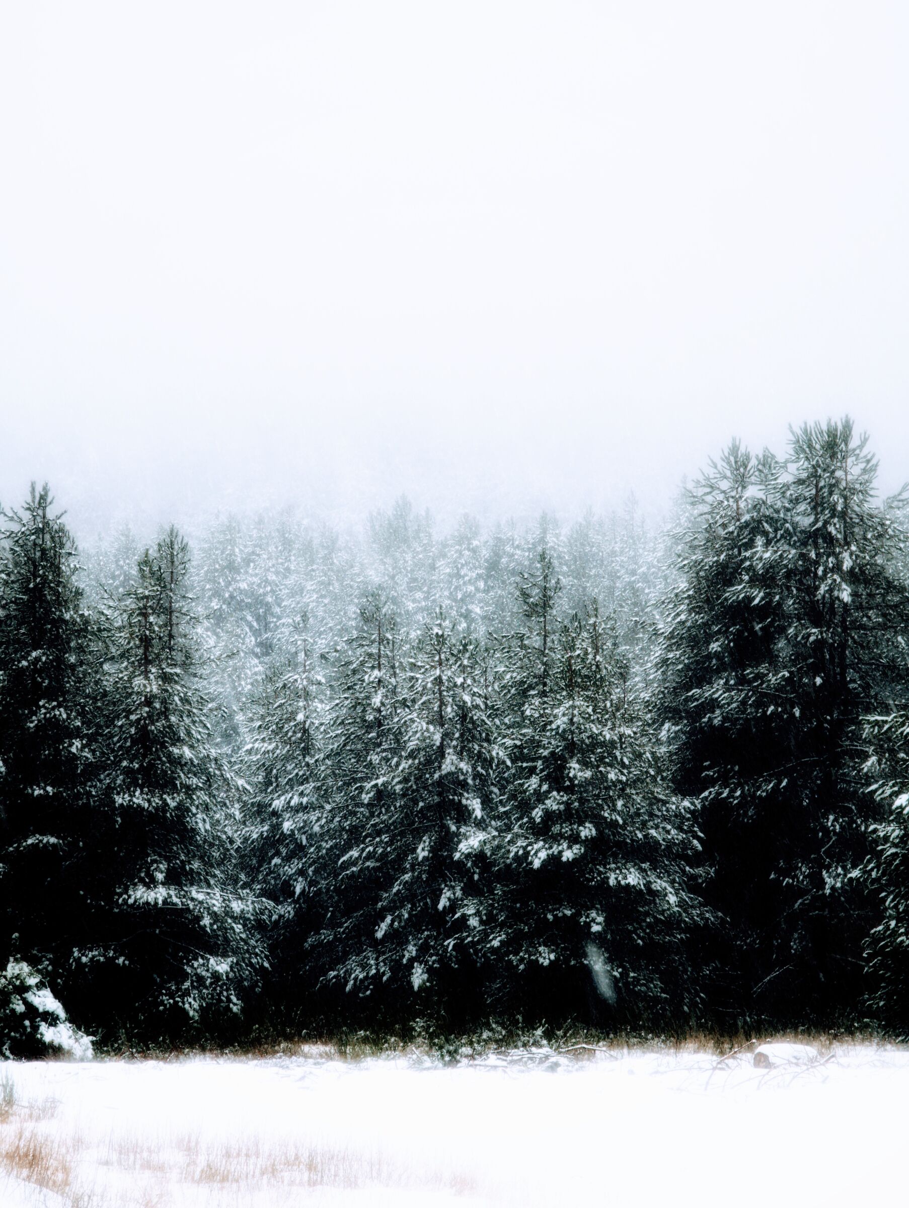 La prima neve