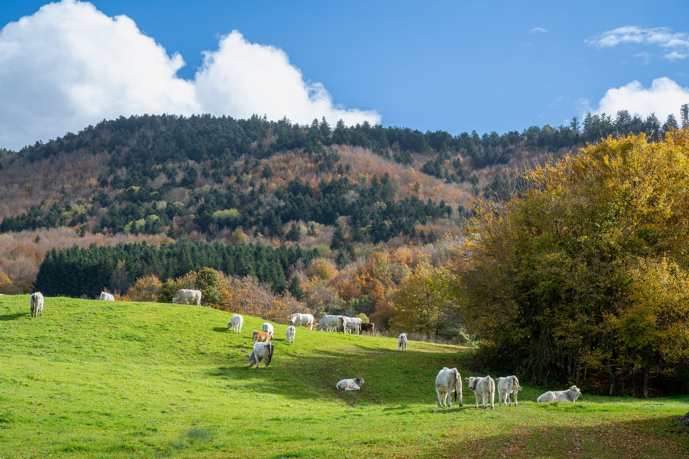 Pascolo sugli Appennini
