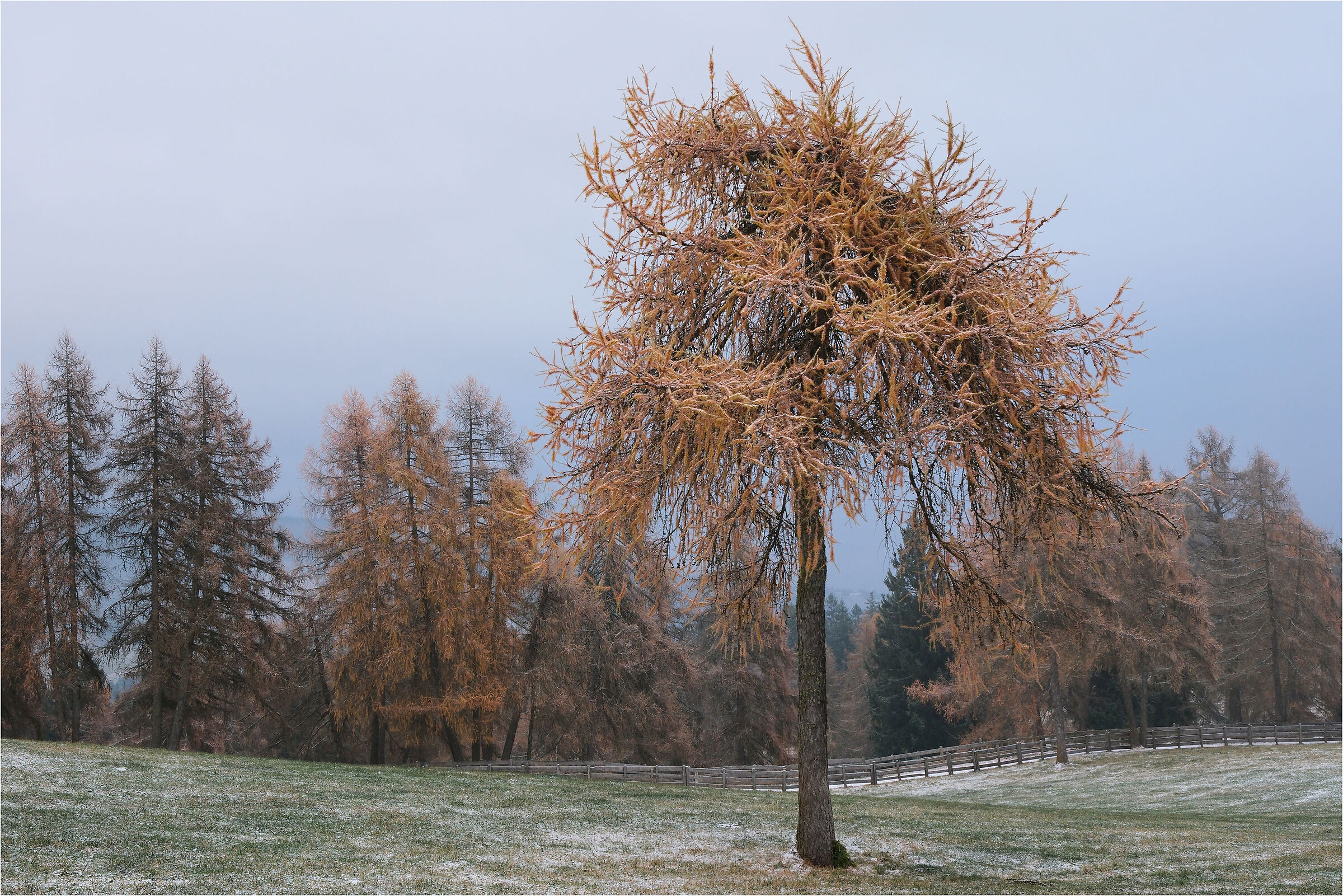 -L'albero in autunno-