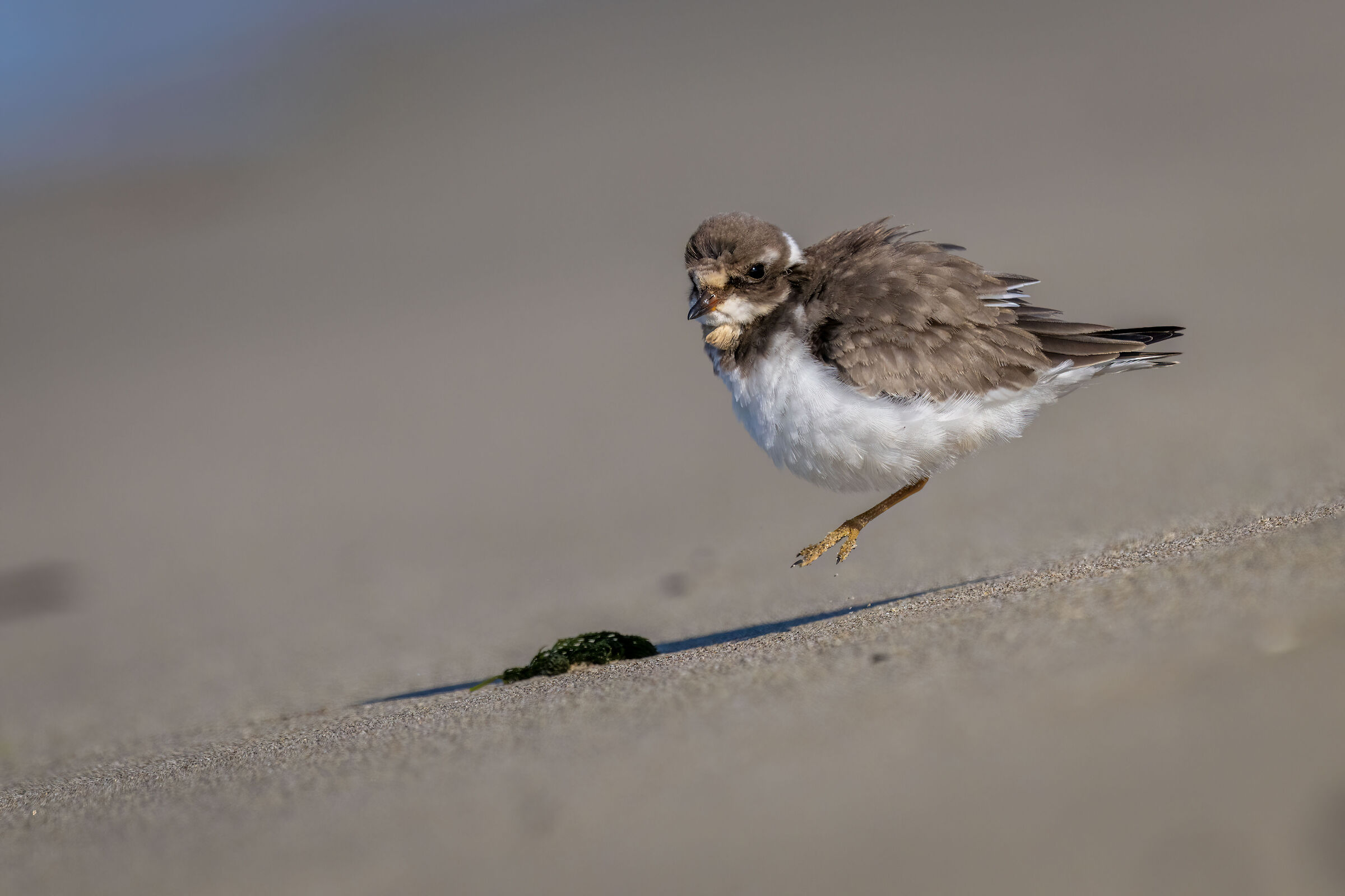 Anch'io uso olio cuore