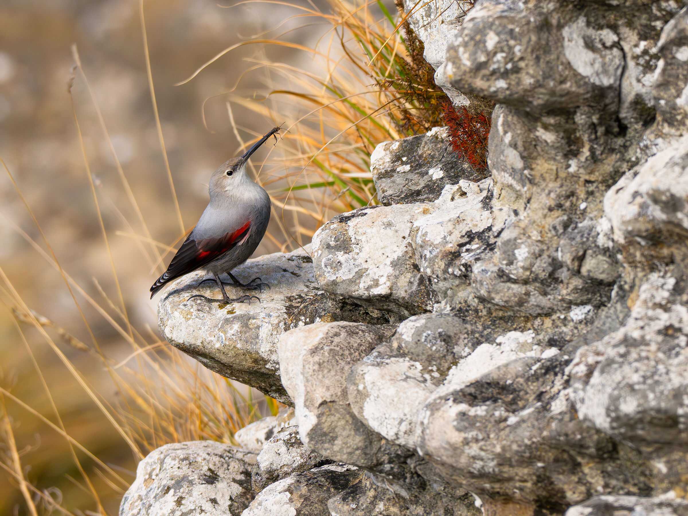 Wallcreeper with prey