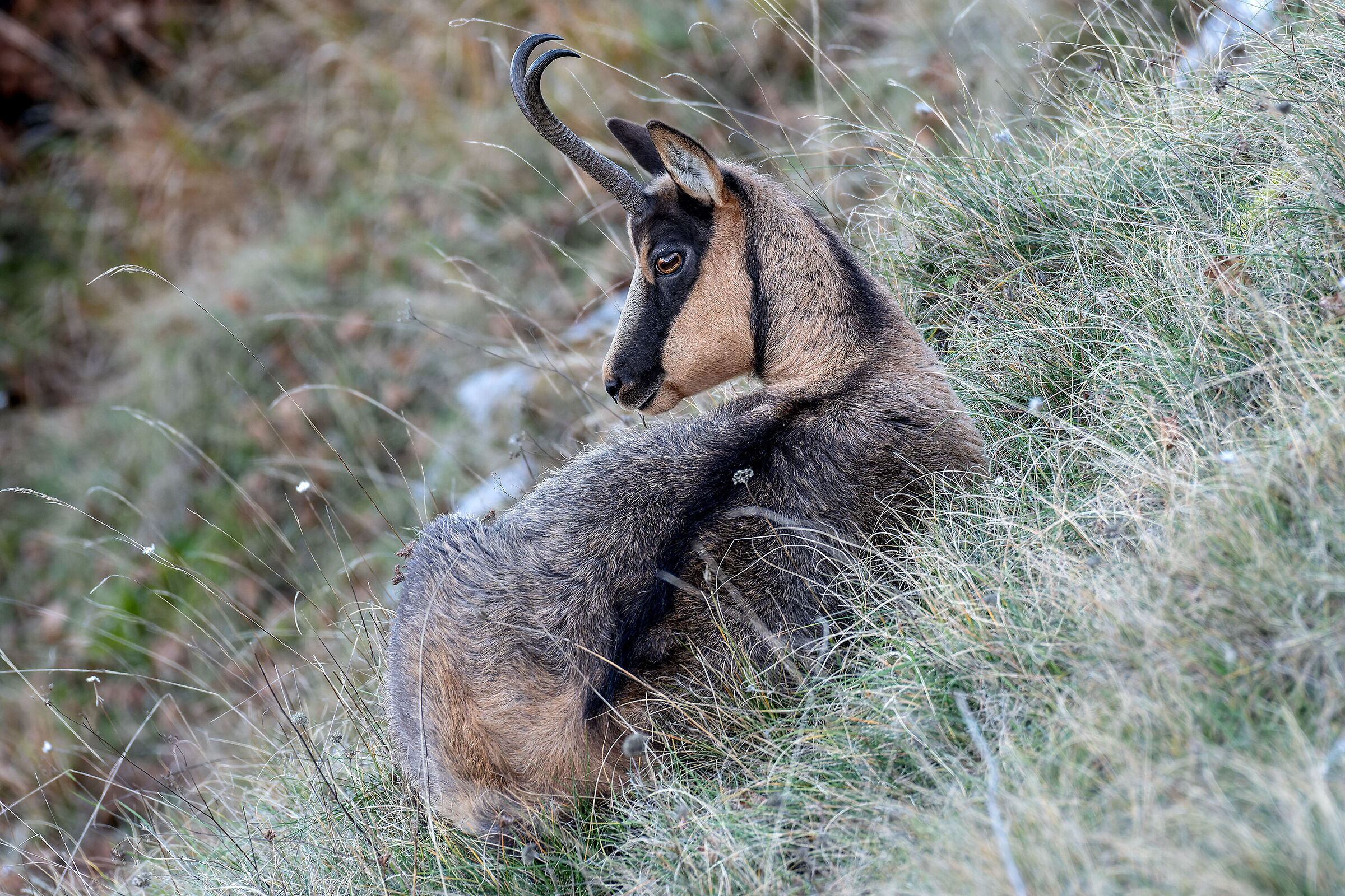 Chamois