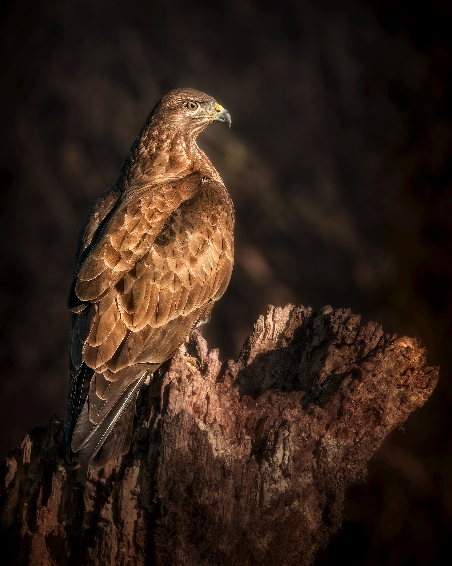Buzzard