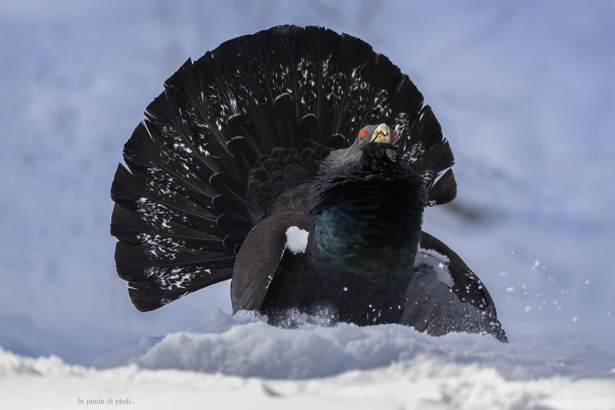 the attack of western capercaillie - Tetrao urogallus