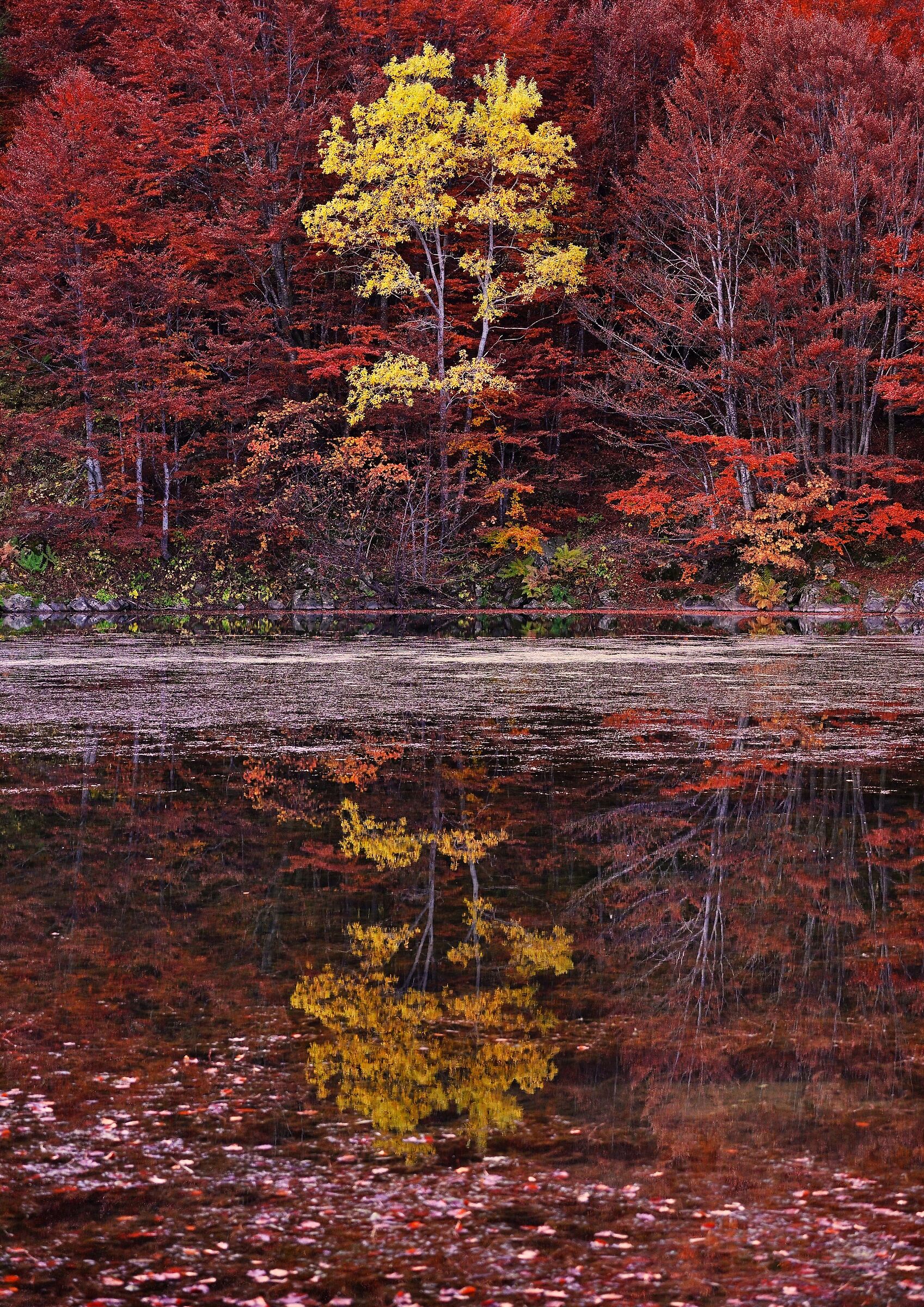 Yellow Red