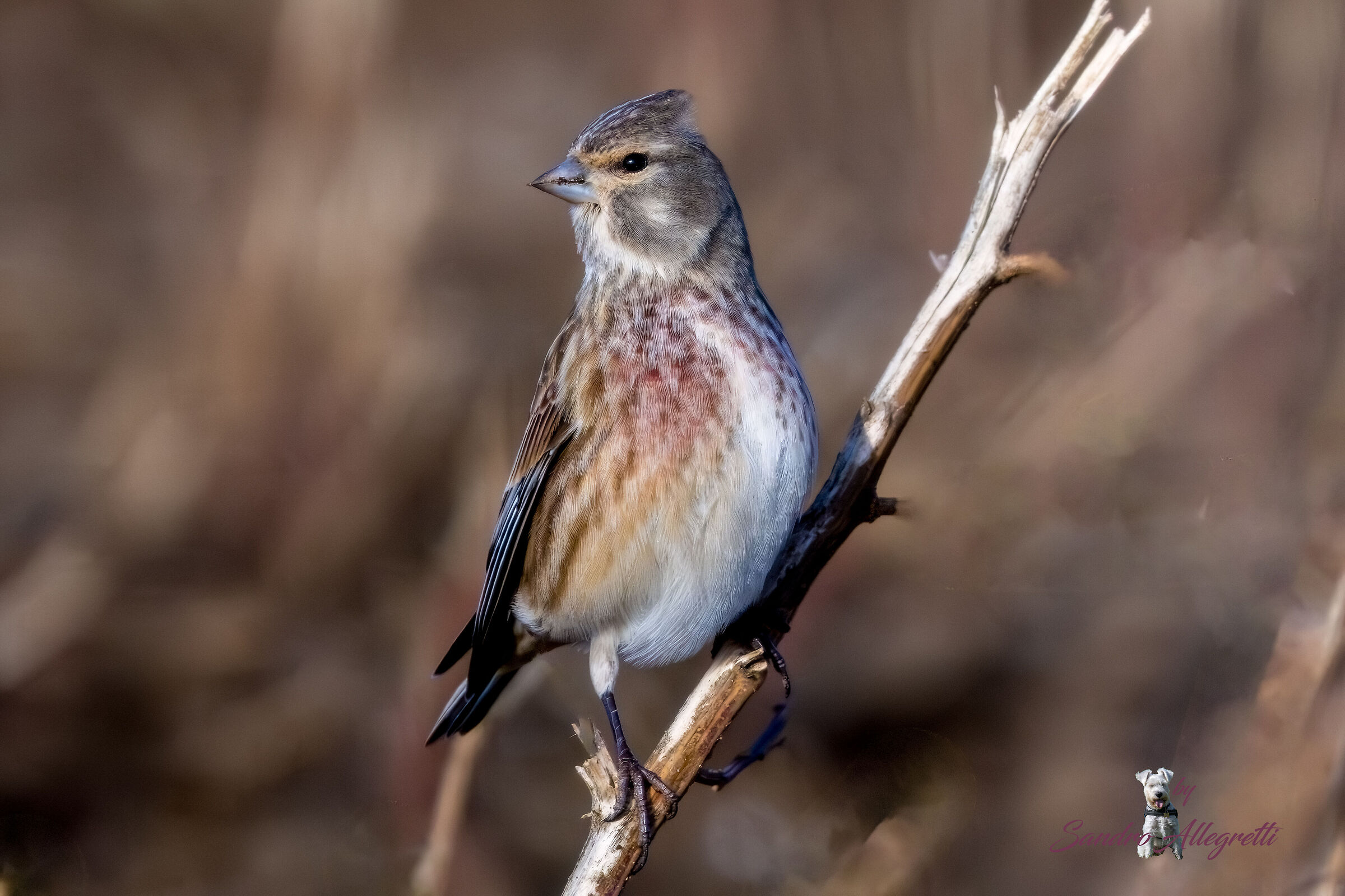 Il fanello  (Linaria cannabina)