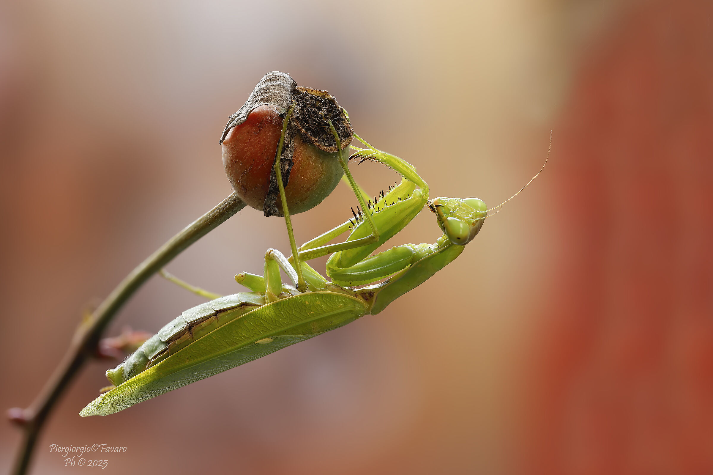 Mantide Religiosa
