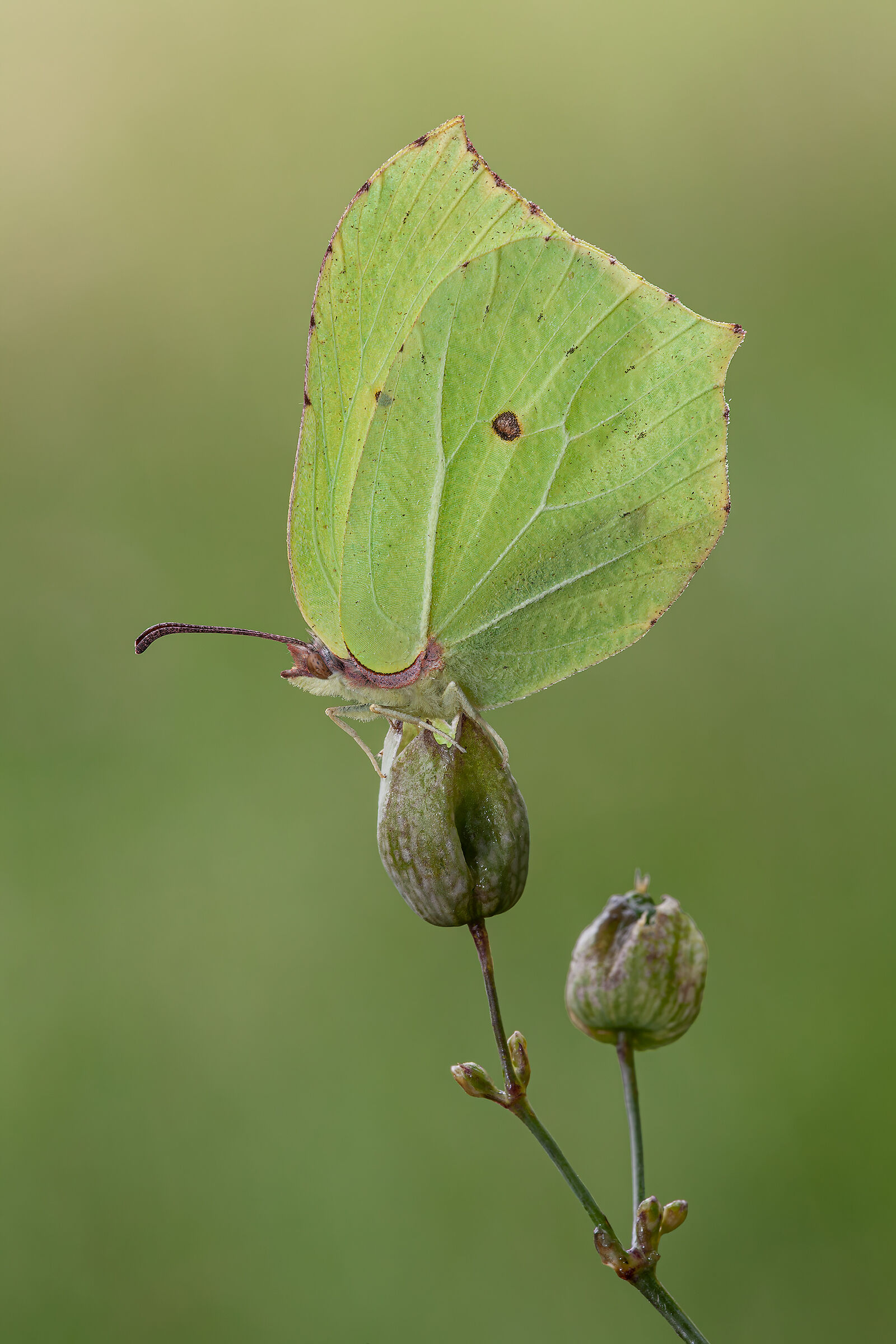 Gonepteryx rhamni