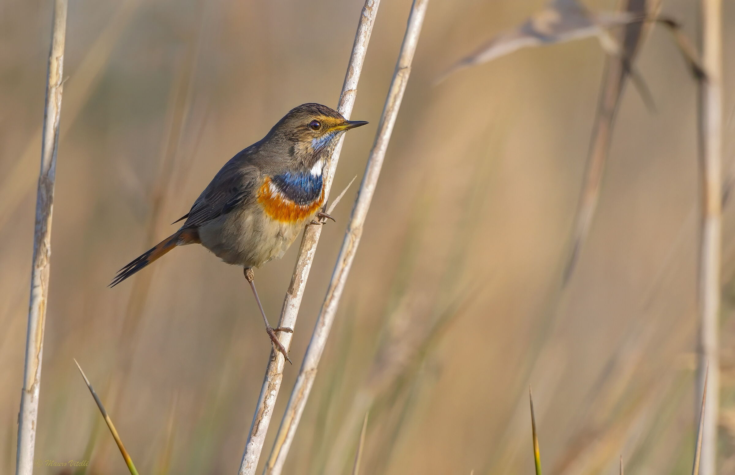 Bluethroat (Luscina svecica)