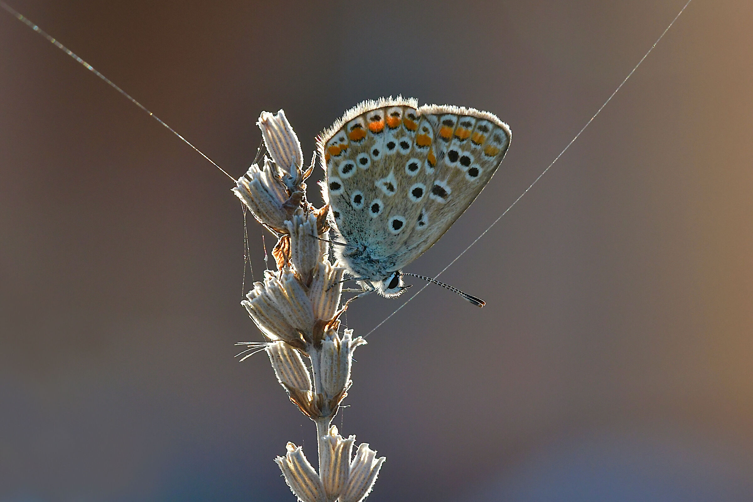 In the hands of the puppeteer