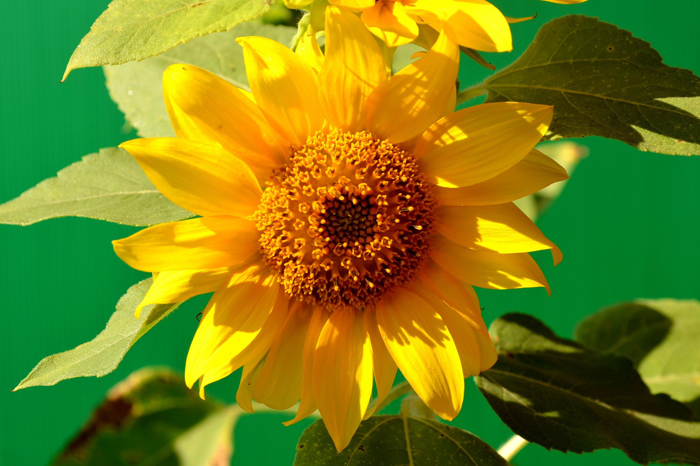Sunflower
