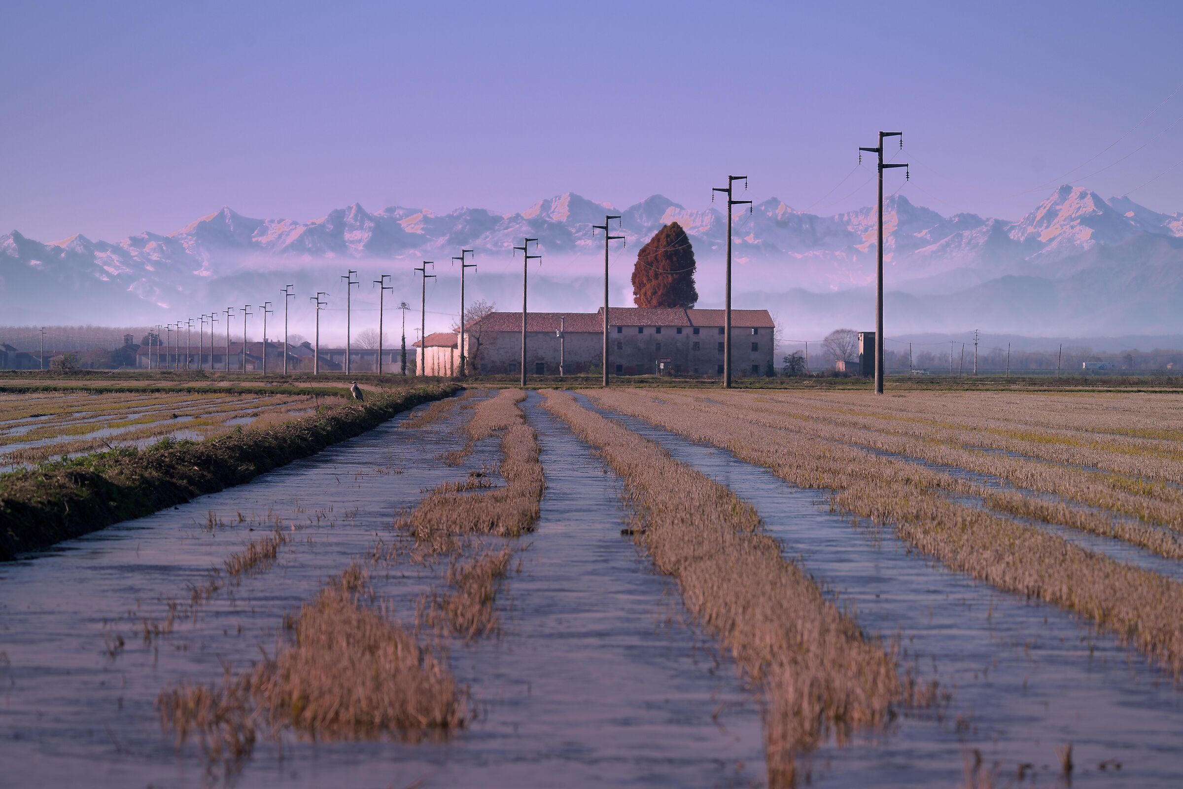 Winter rice paddies