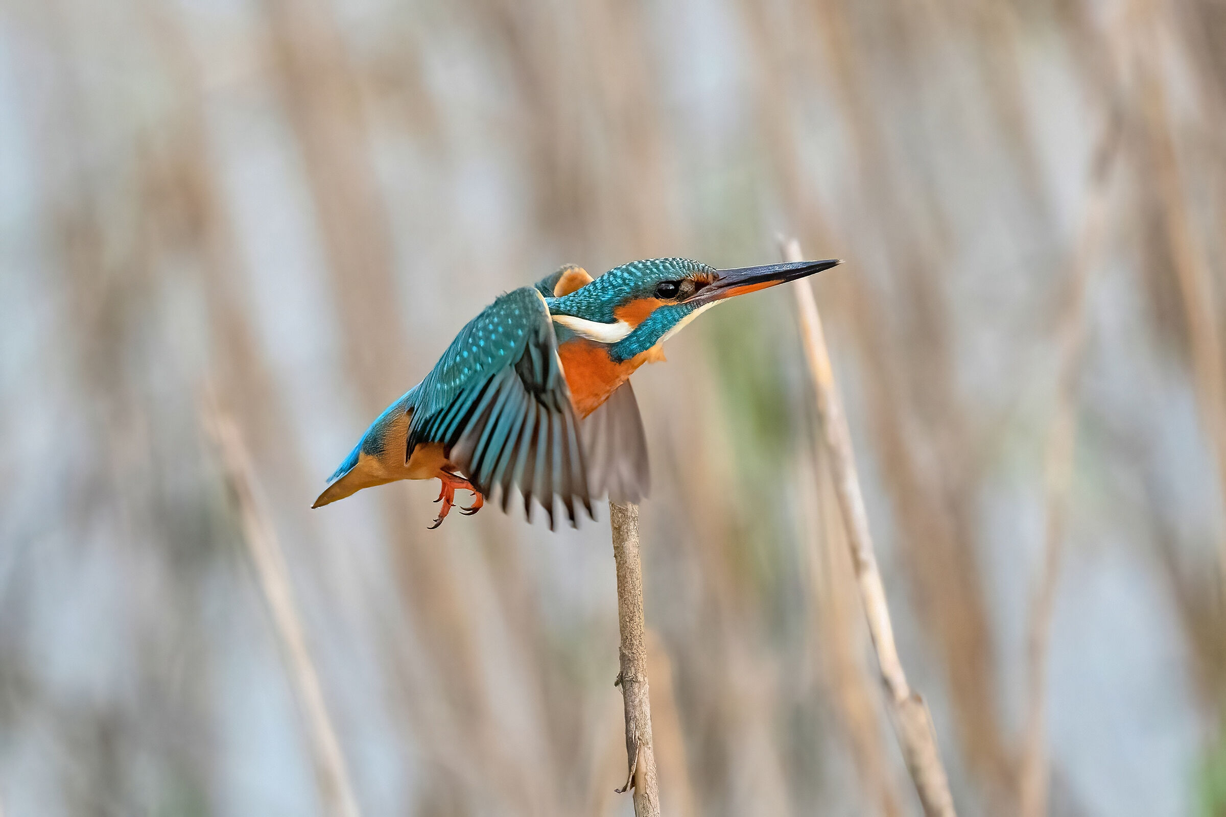 Kingfisher