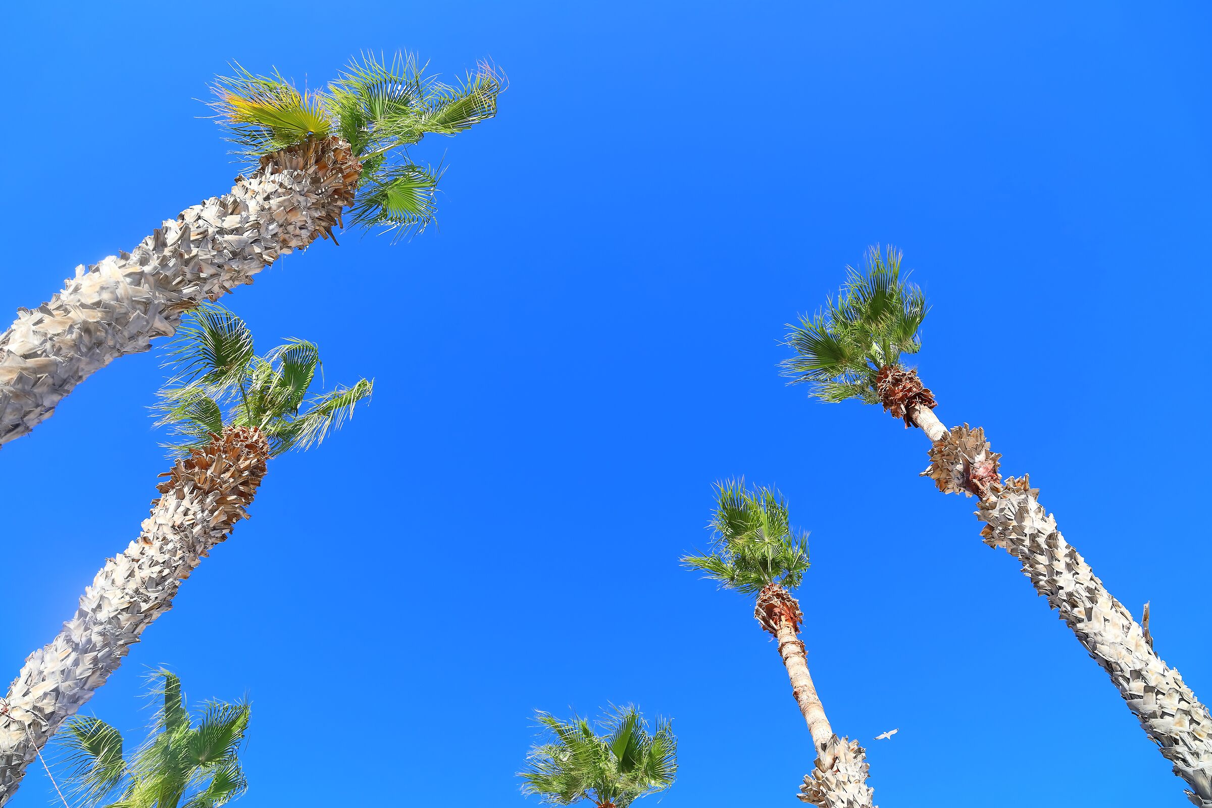 Palme 06 ottobre 2025 - 0333