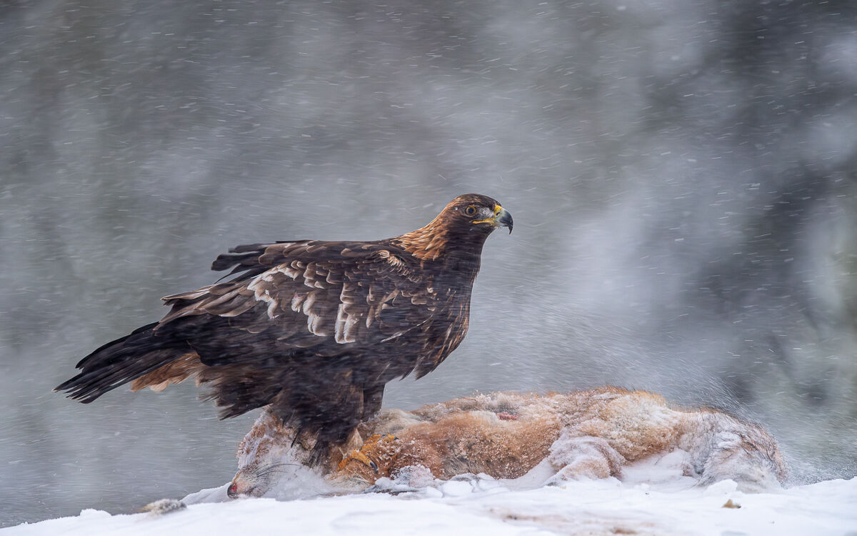 Aquila Reale e bufera di neve