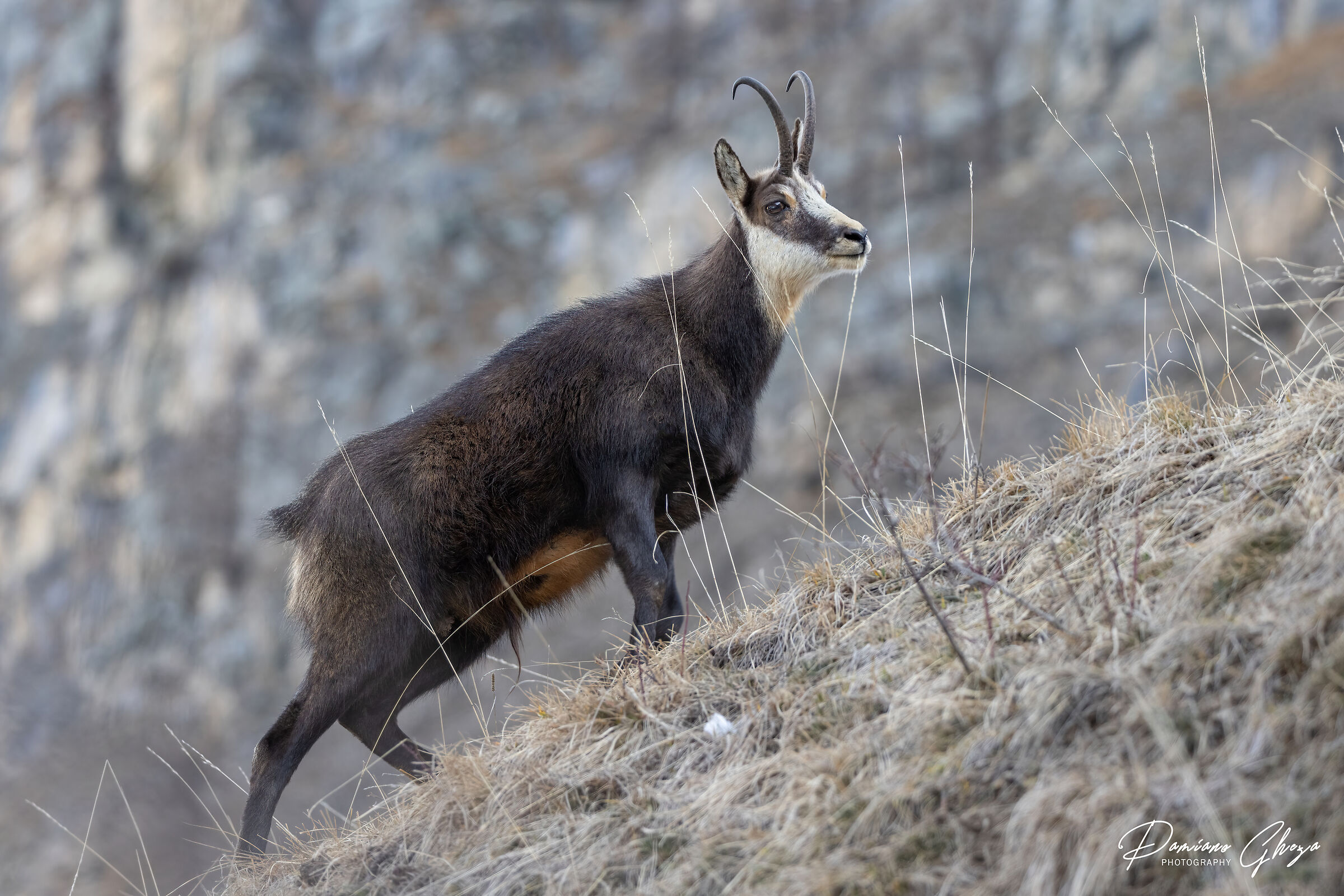 Chamois