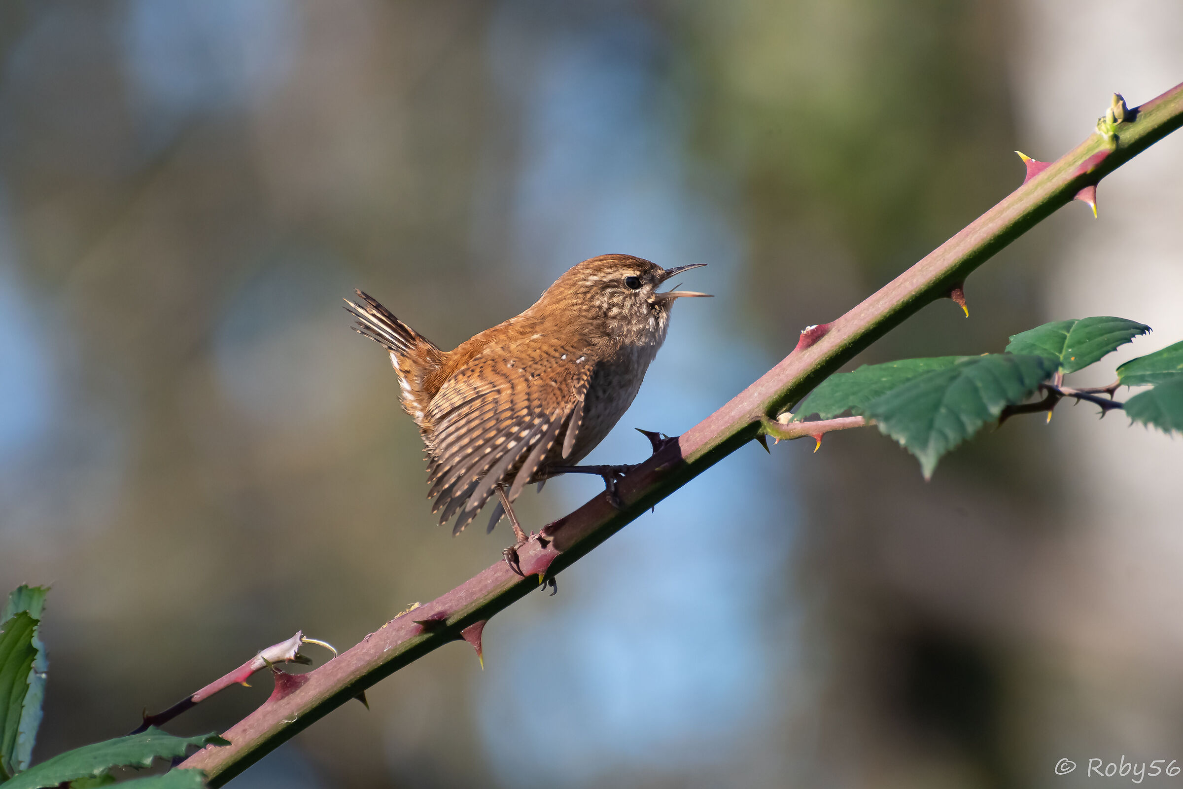 The little screamer...