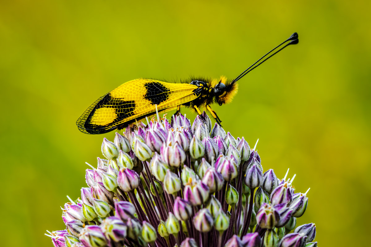 Libelloides macaronius