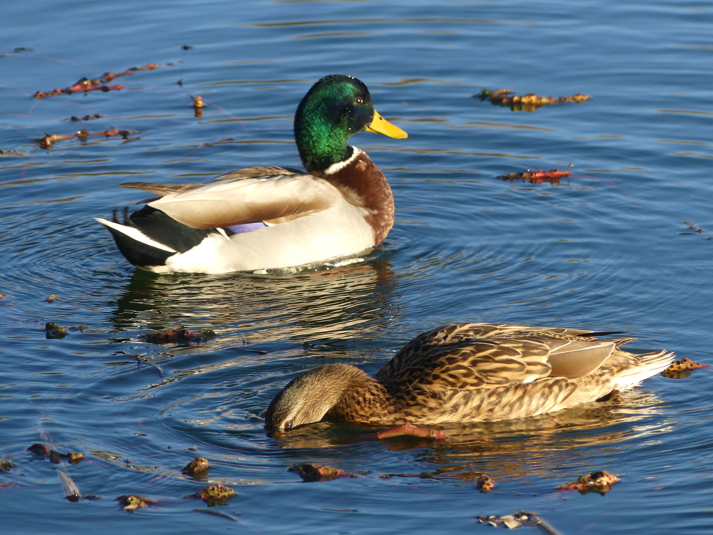mattina presto e si fa colazione