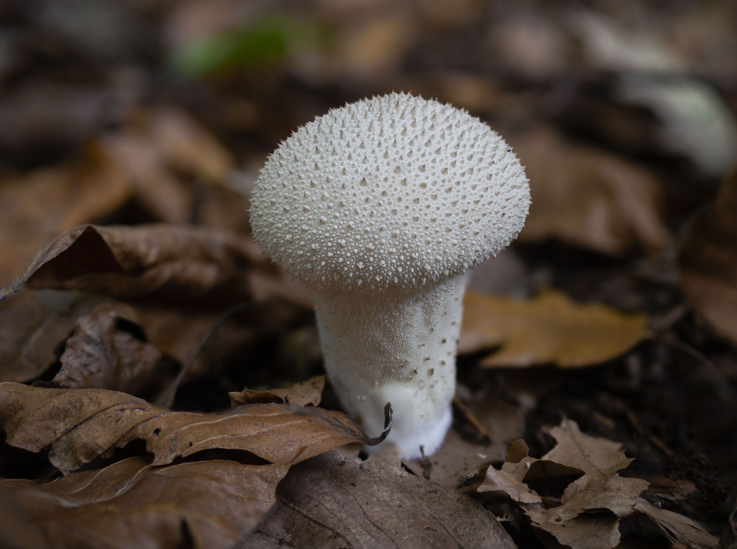 Puffball