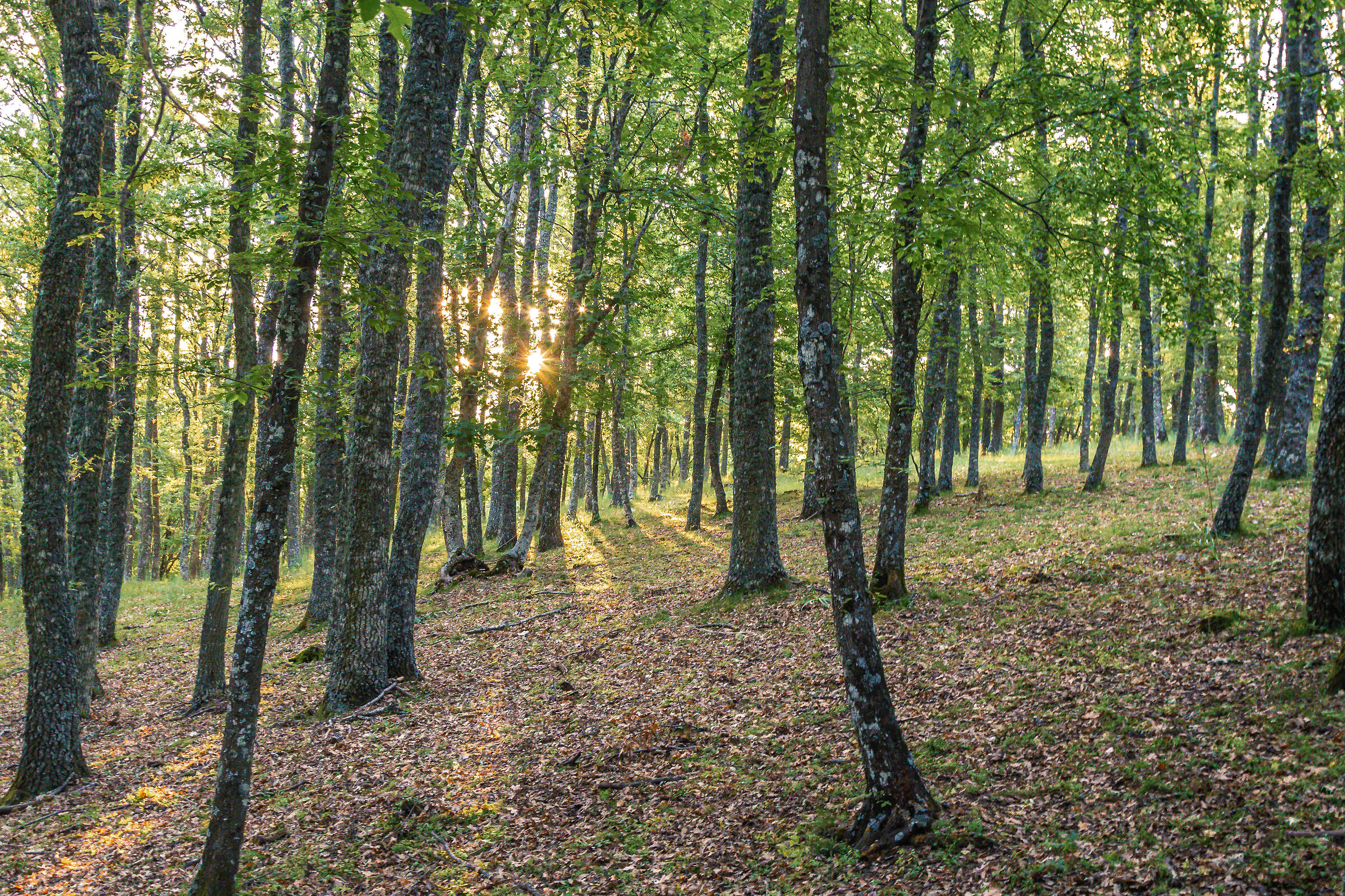 Foresta Umbra Gargano