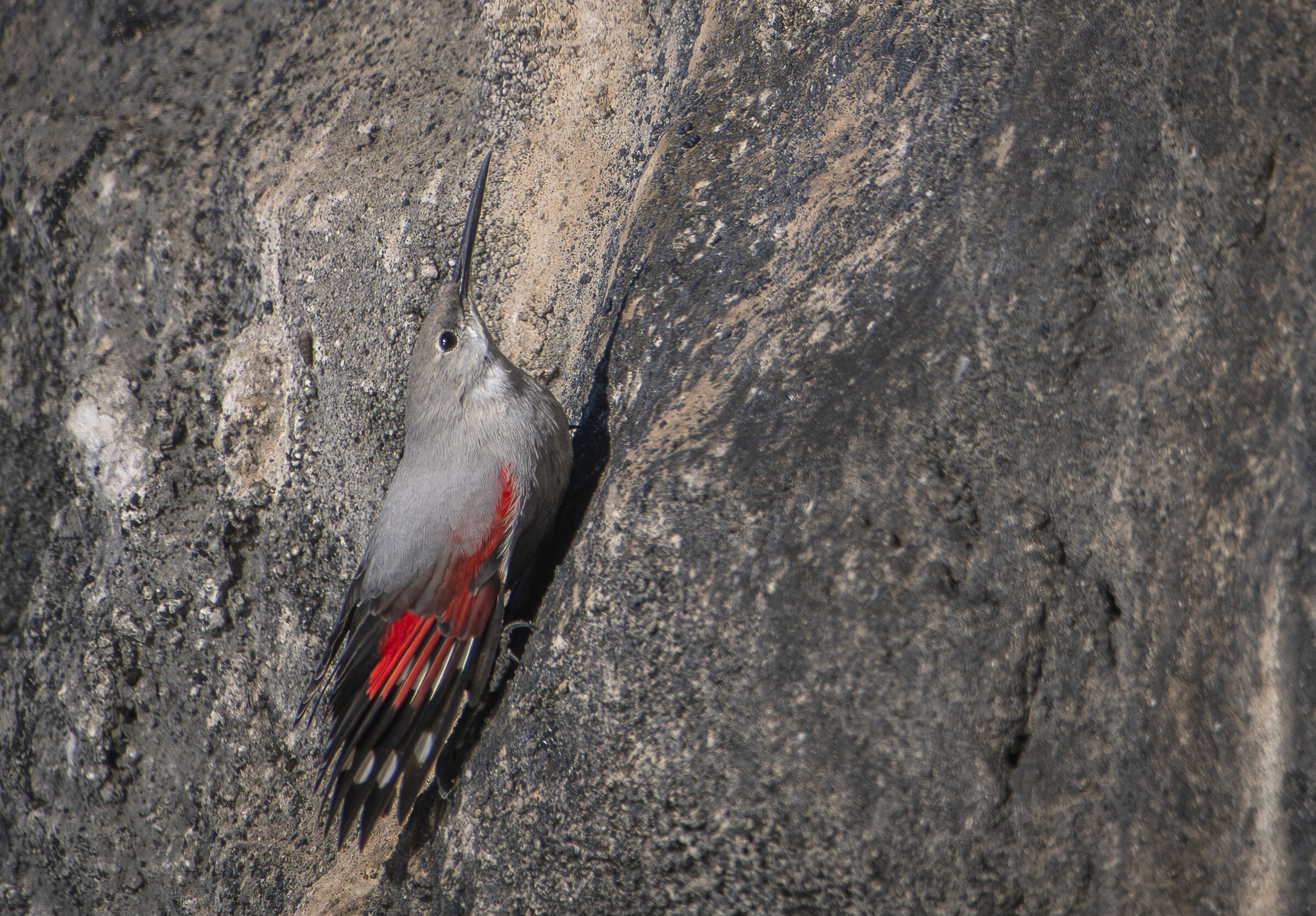 Wallcreeper