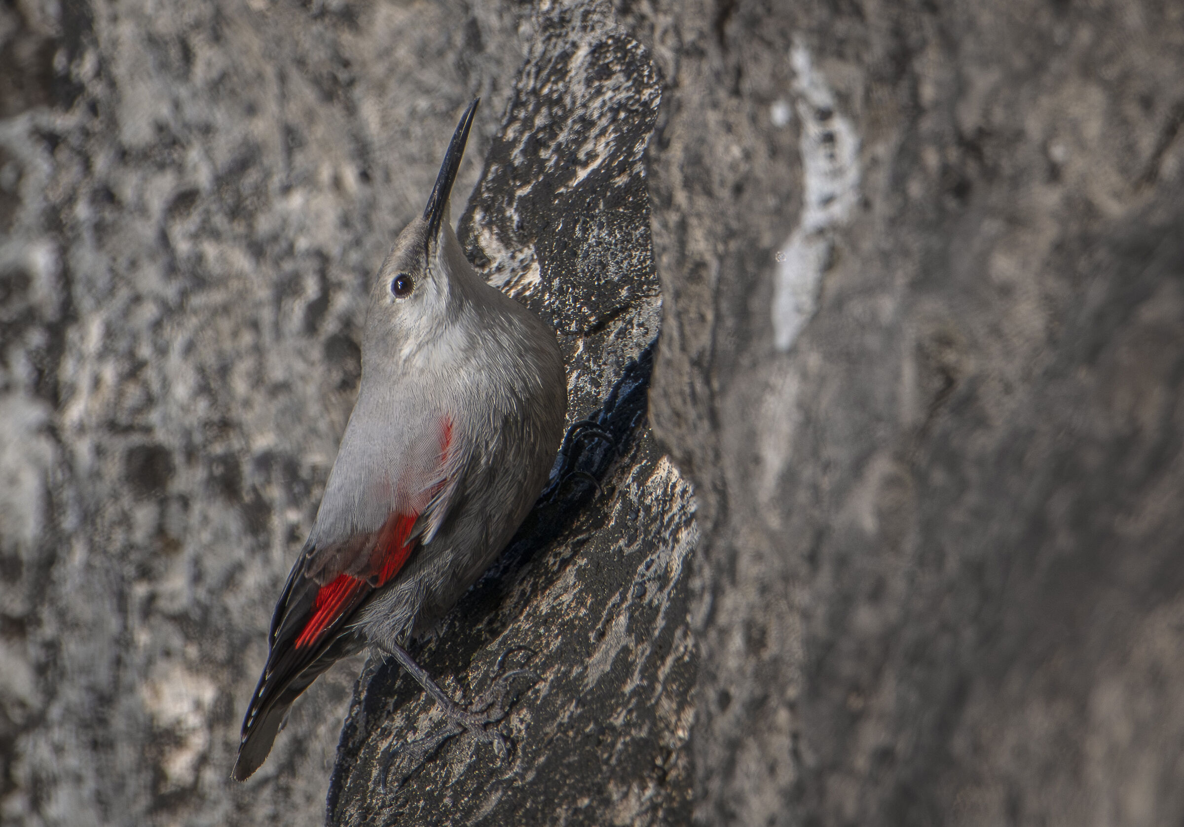 Wallcreeper