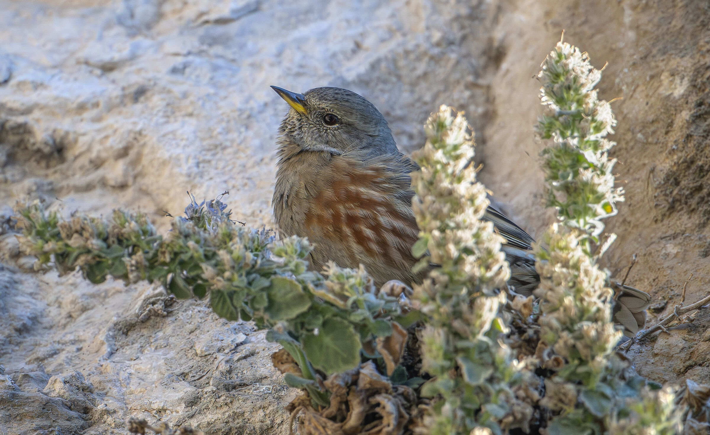 Alpine accentor