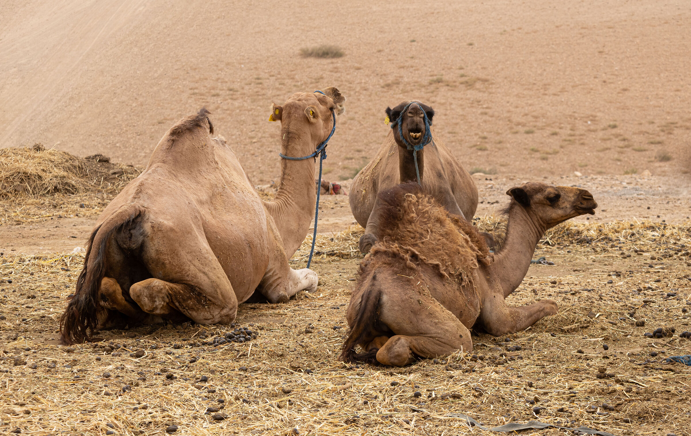Marrakesh - Hagafay Desert