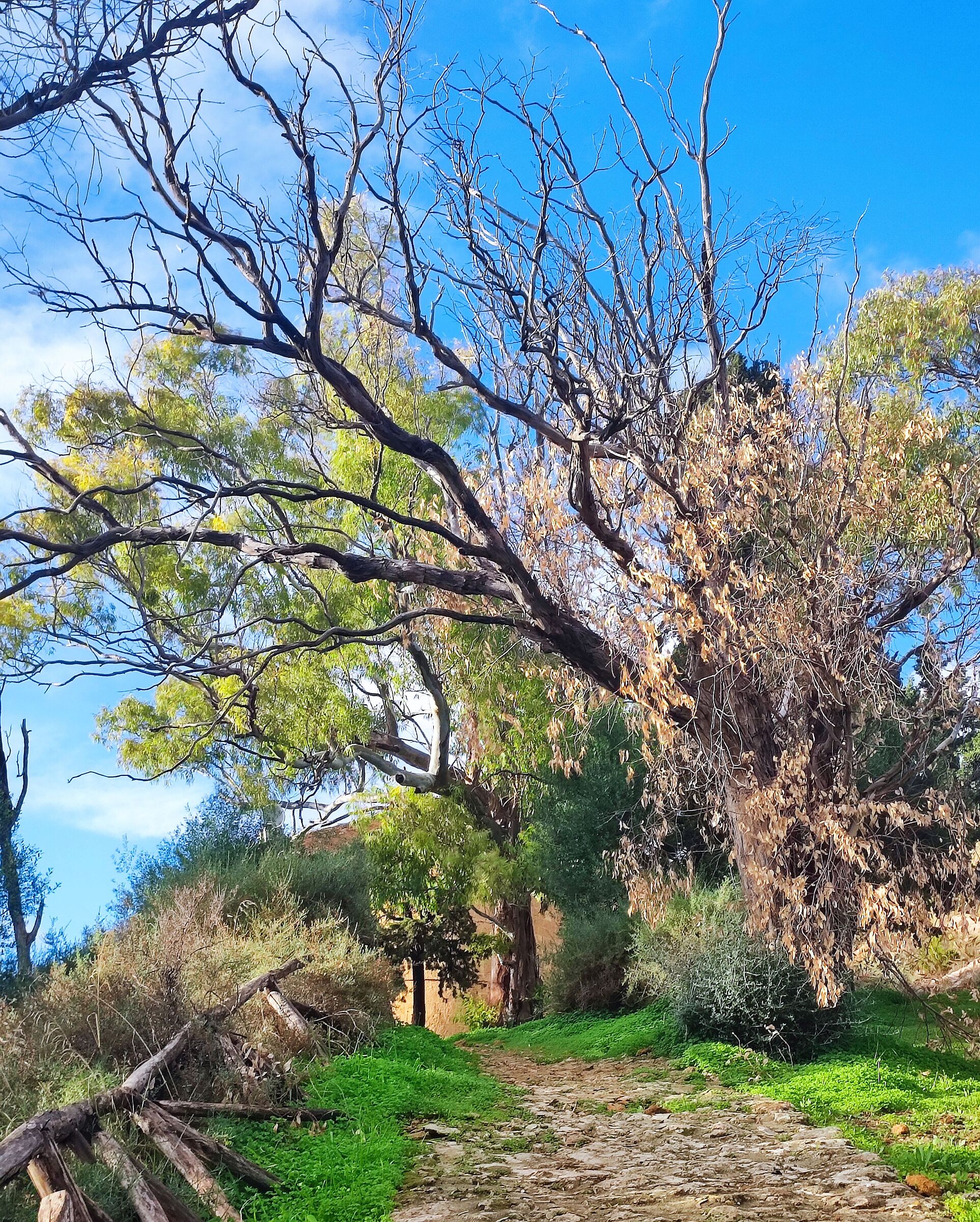 Autunno siciliano tra i ruderi dopo la tempesta!