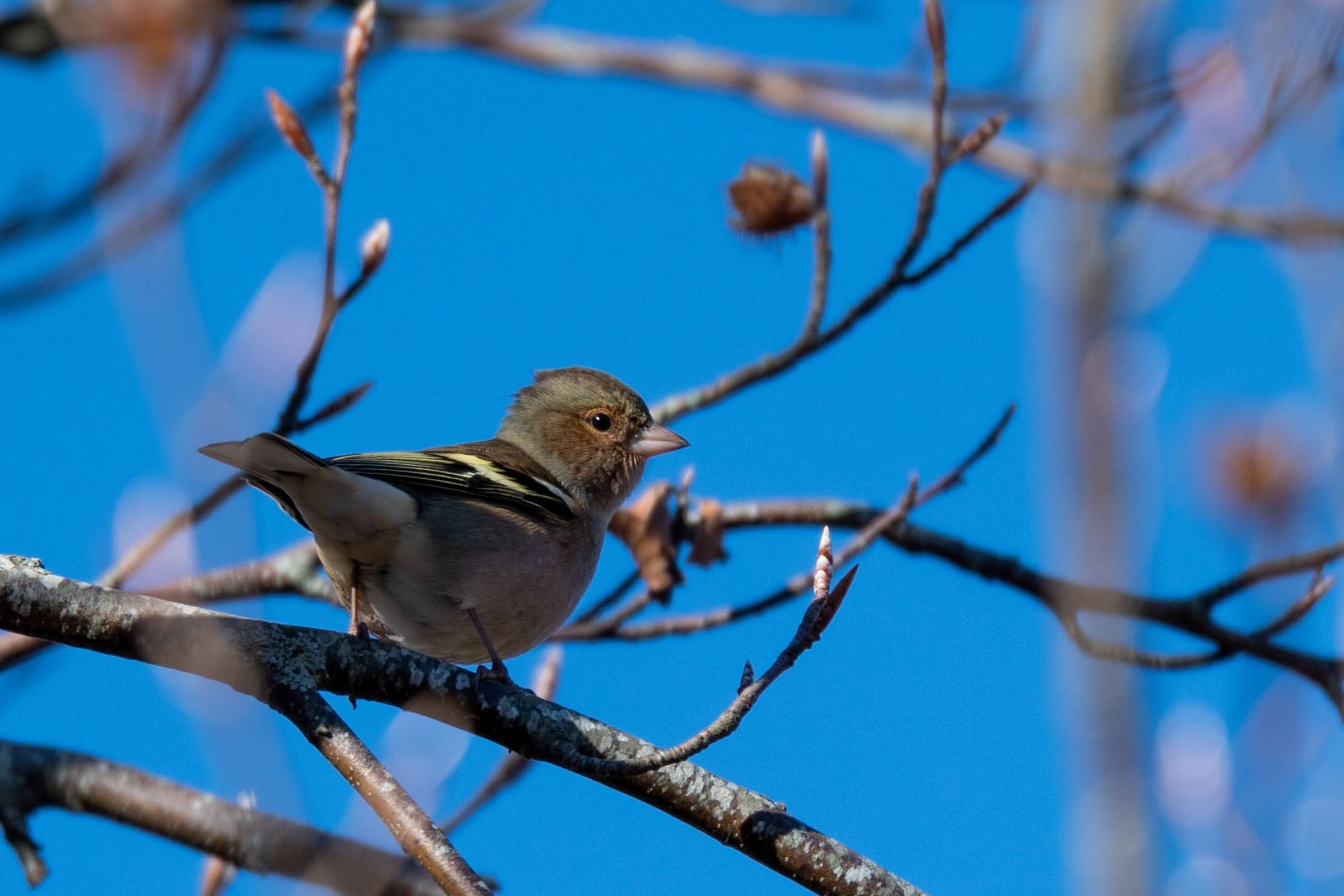 Ritratto d inverno il fringuello