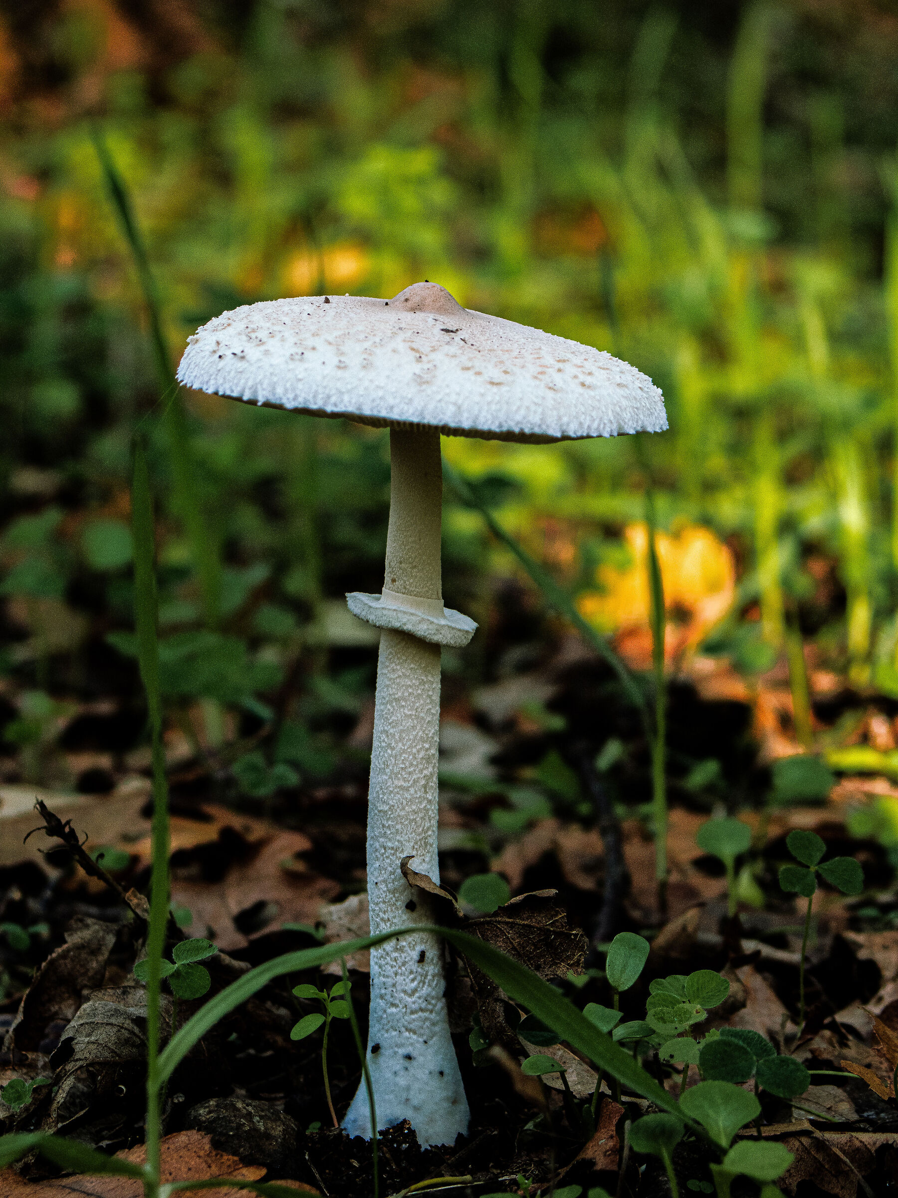 Macrolepiota